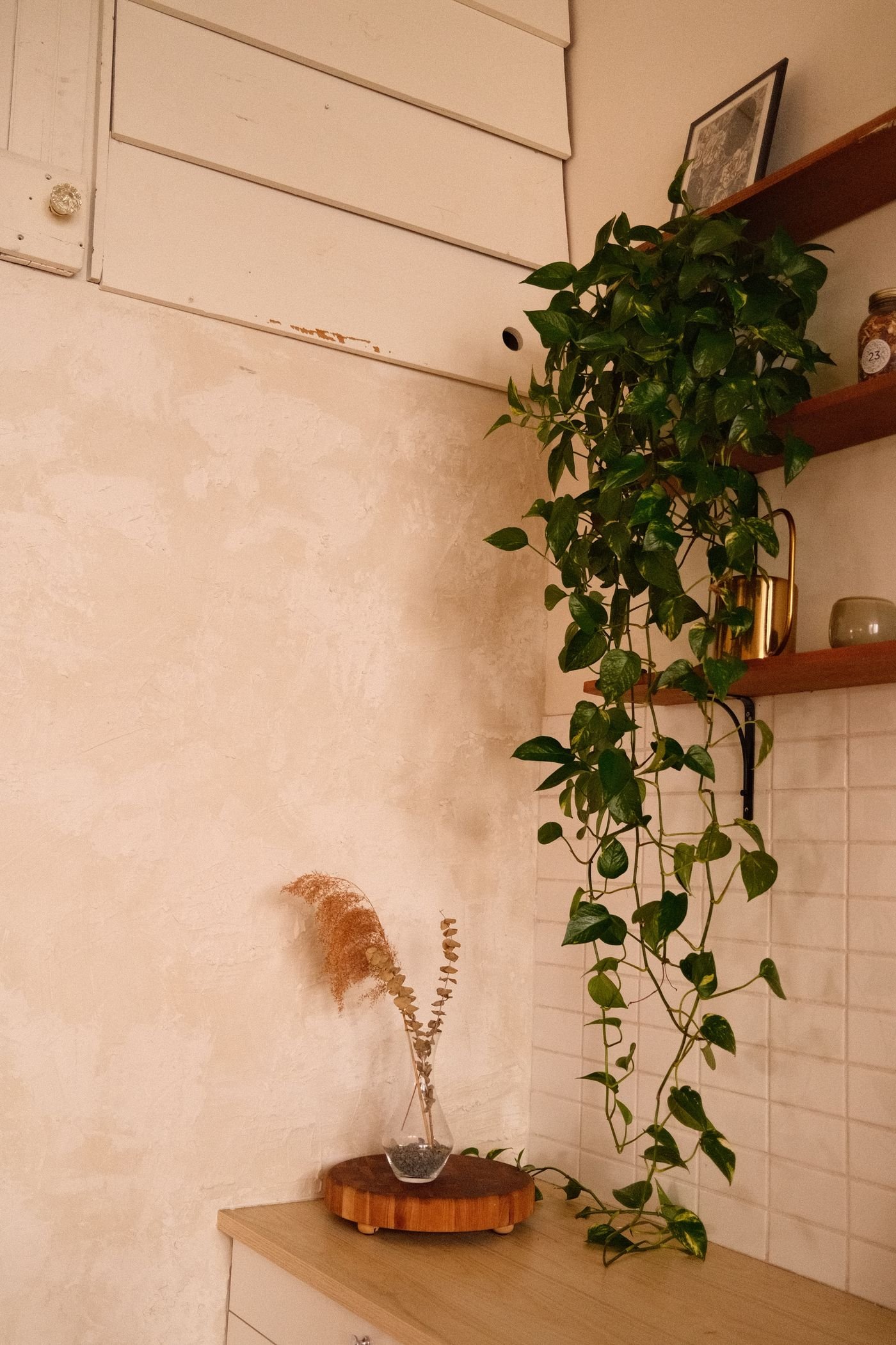 Planta jiboia pendendo de uma prateleira no canto da cozinha