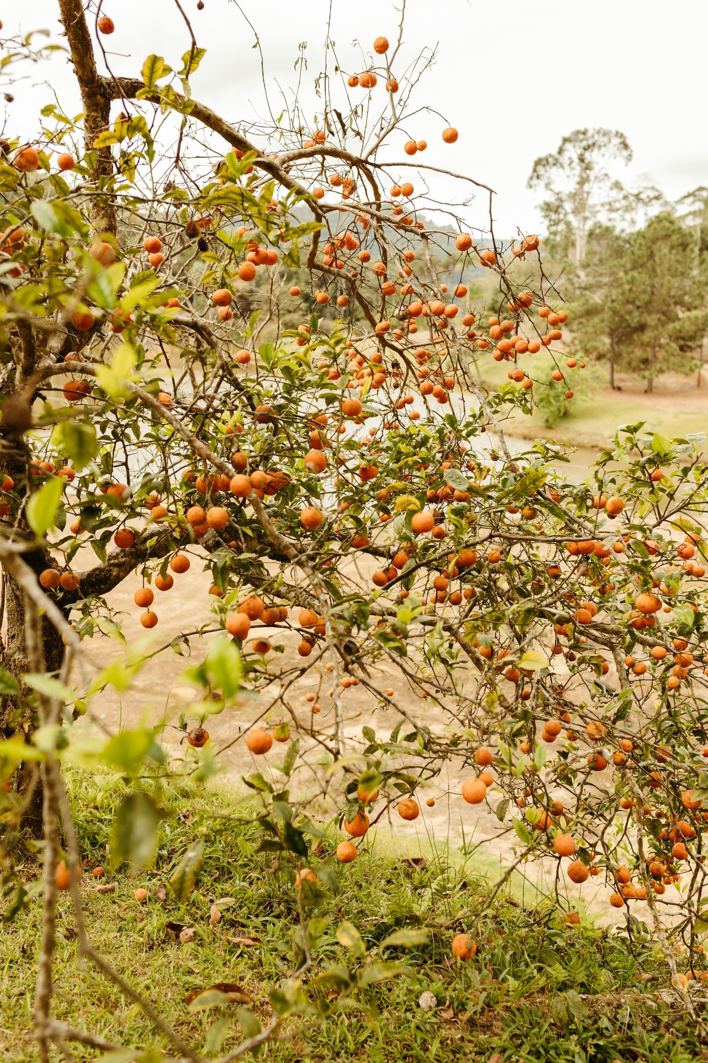 Laranjeira carregada de laranjas maduras num pomar rural