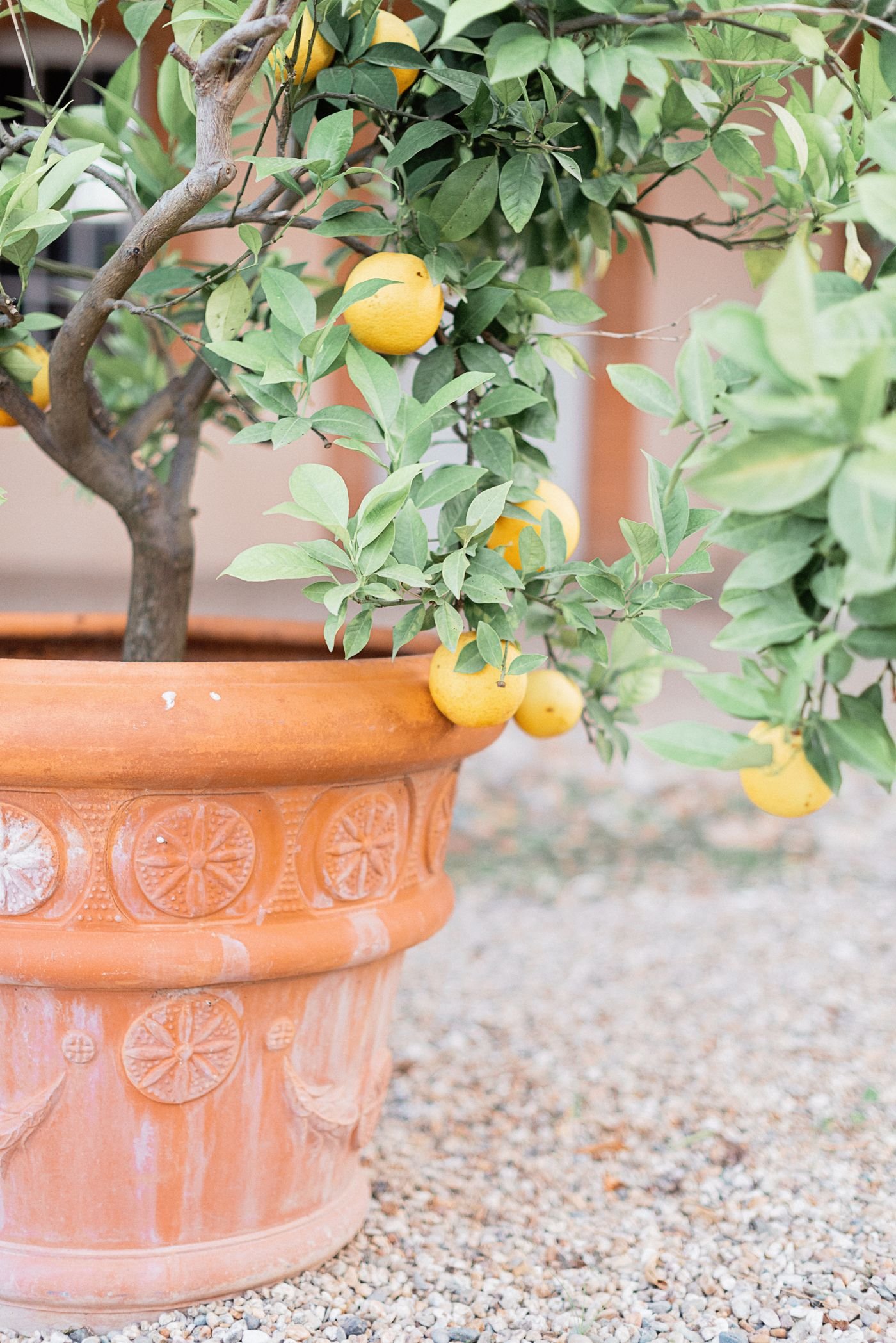 Limoeiro em vaso de terracota, uma das frutíferas em vasos mais fáceis