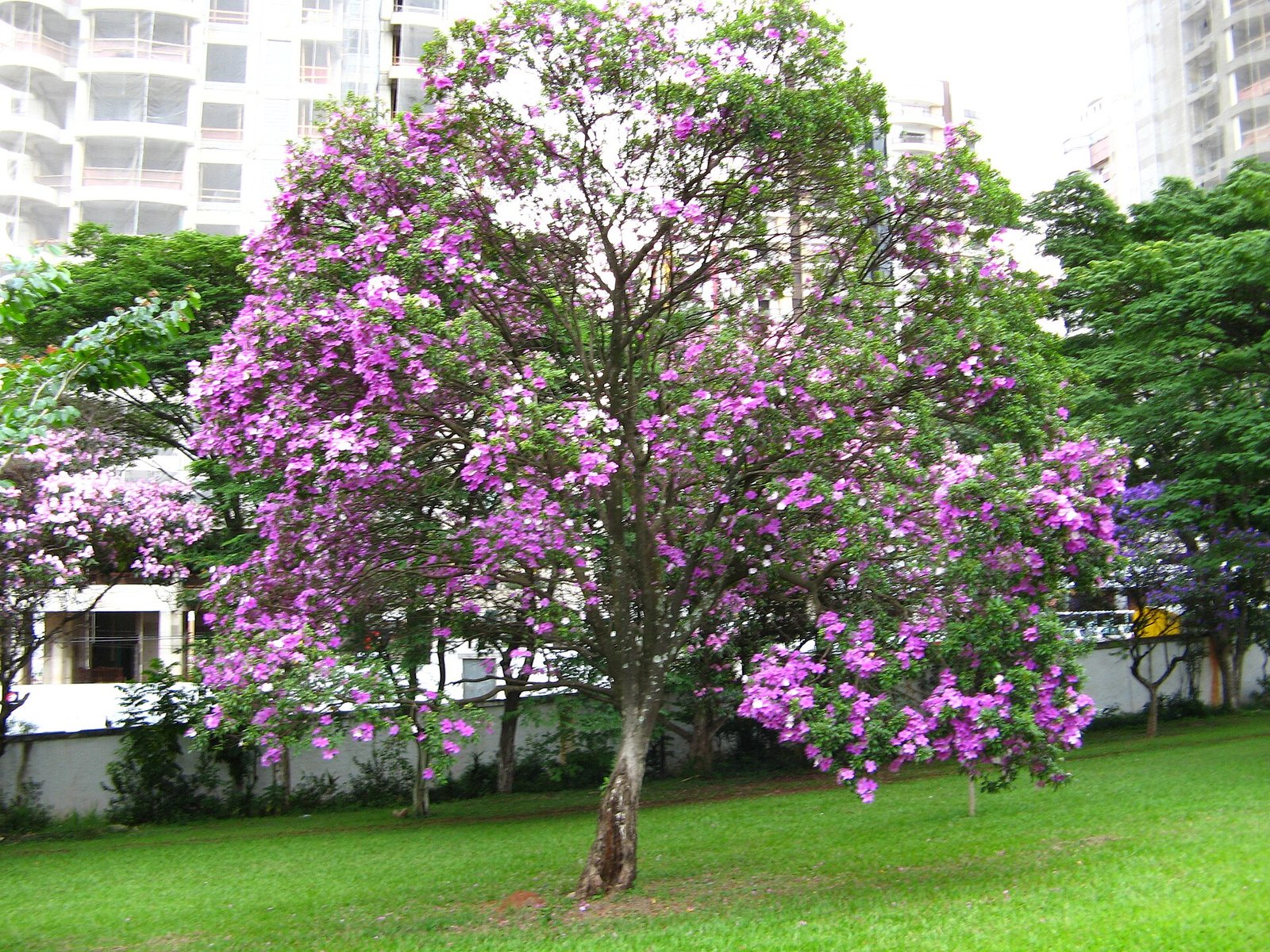 Manacá-da-serra todo florido num gramado urbano