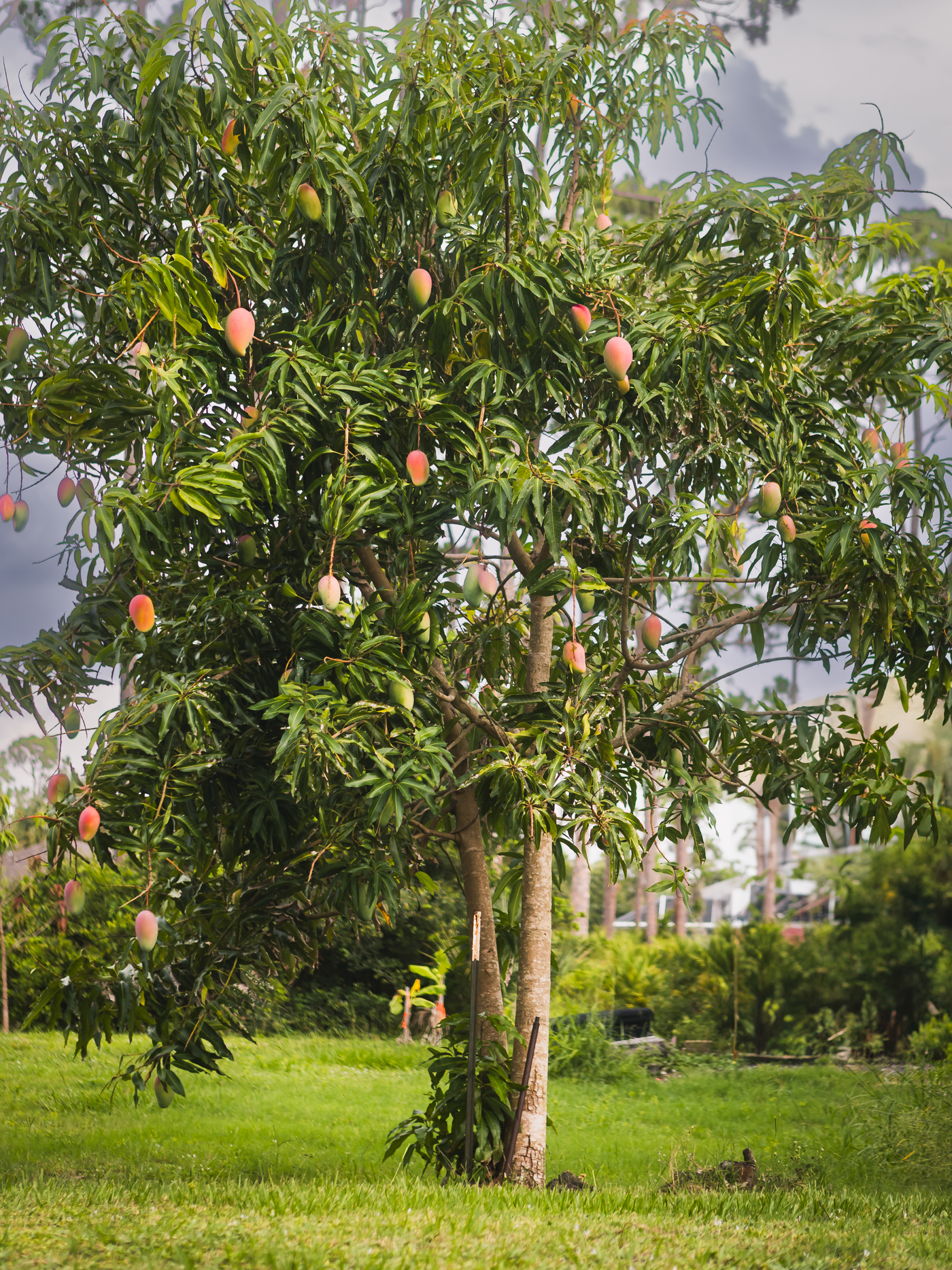 Mangueira carregada num pomar, frutífera plantada na melhor época