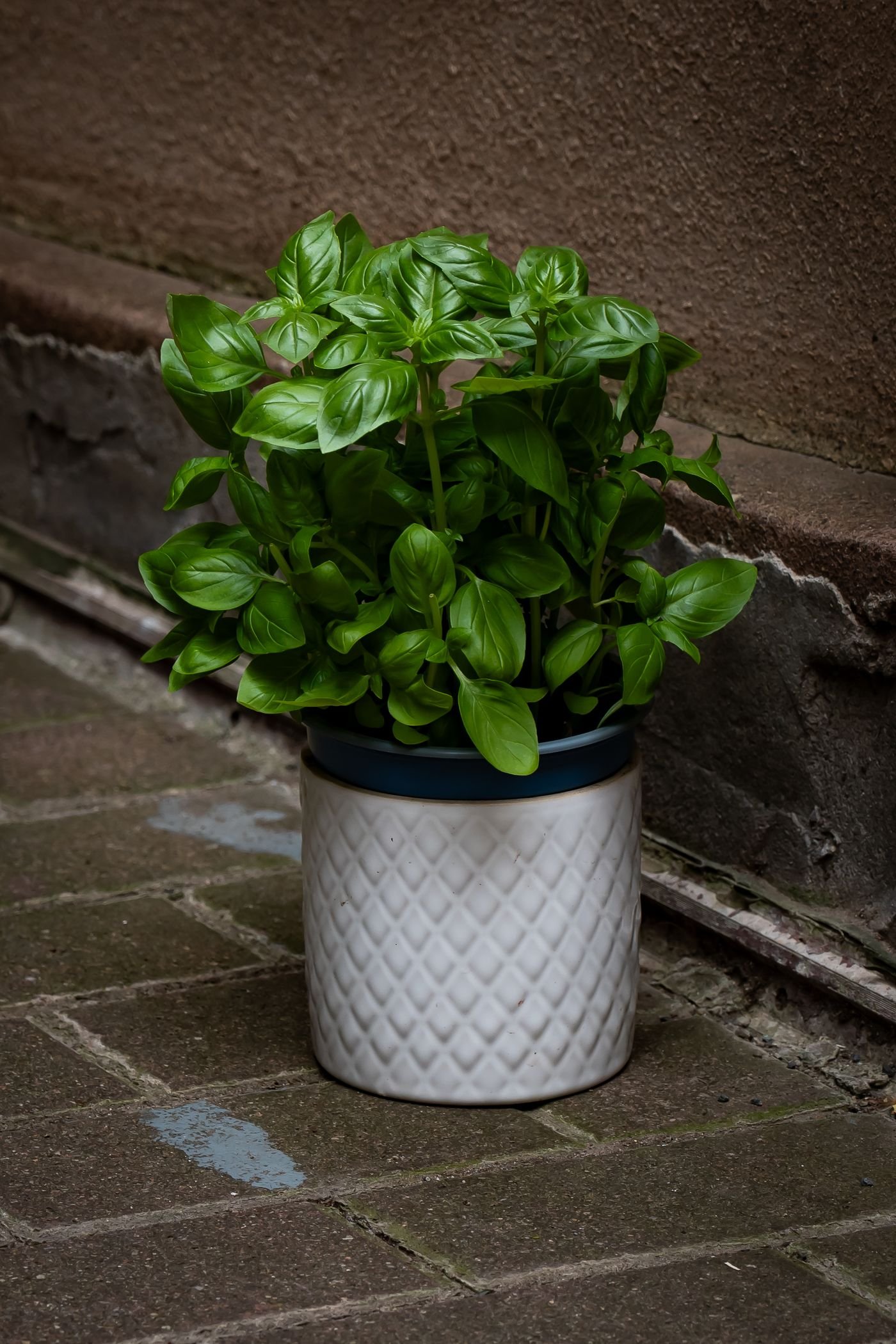 Planta de manjericão num vaso branco decorado ao ar livre