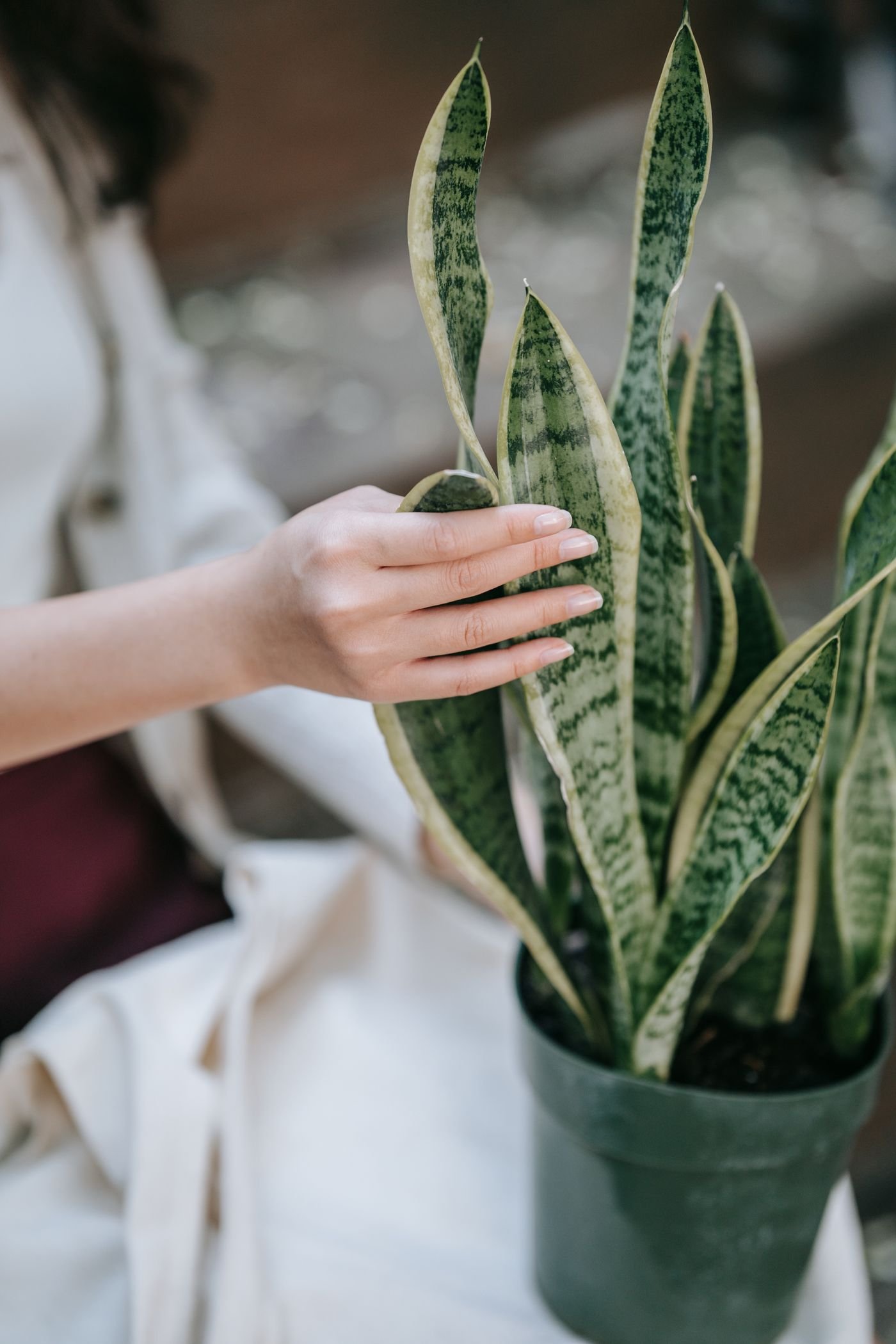 Mão tocando as folhas de uma espada-de-são-jorge, uma das plantas purificadoras de ar mais citadas