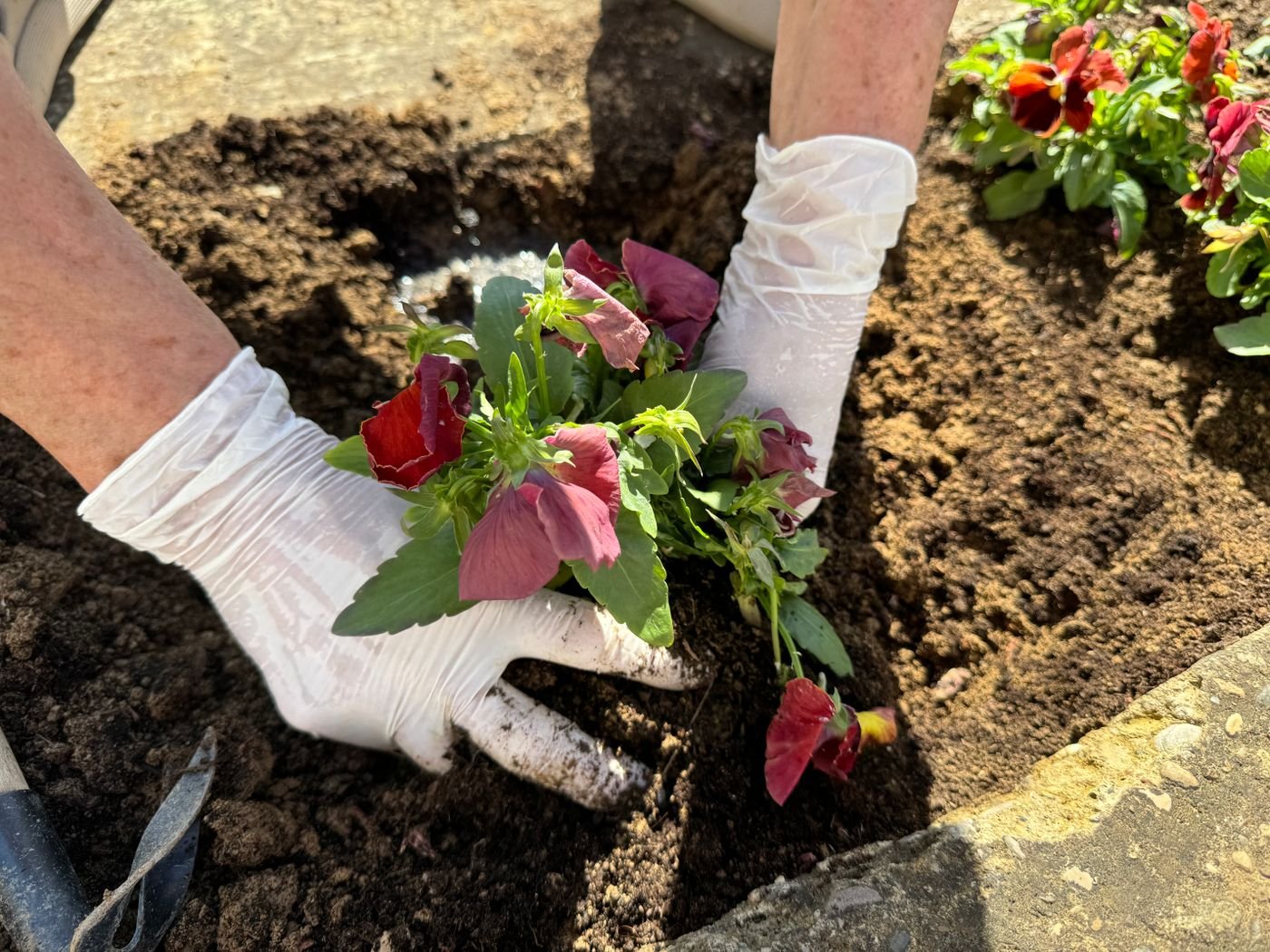 Mãos com luvas de jardinagem plantando flores na terra