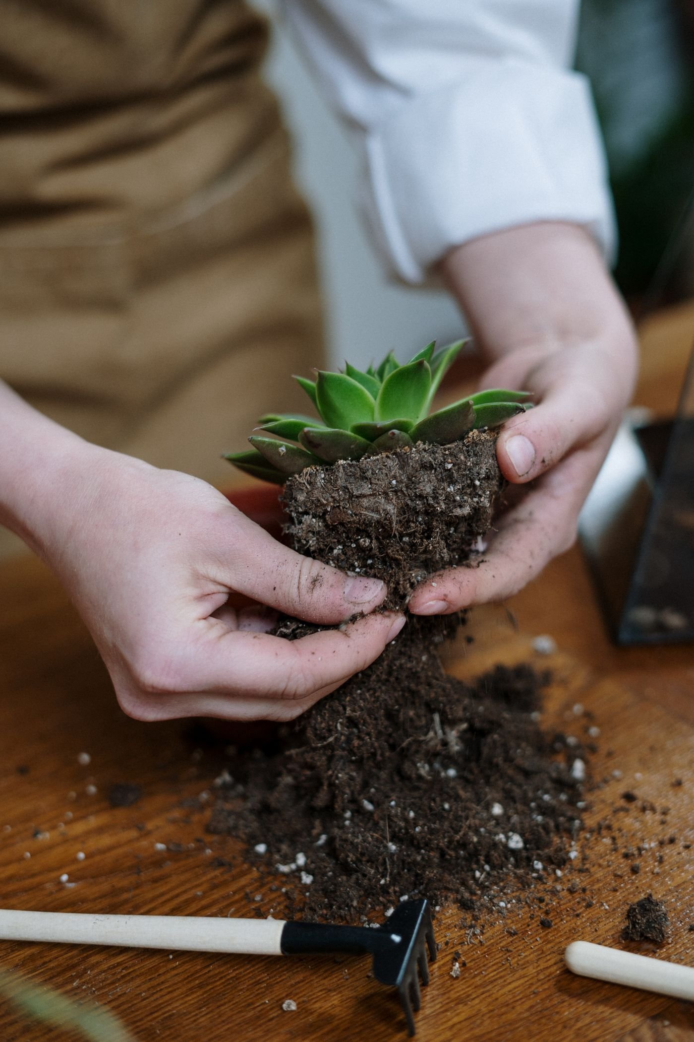 Mãos plantando uma suculenta em substrato com perlita para plantas