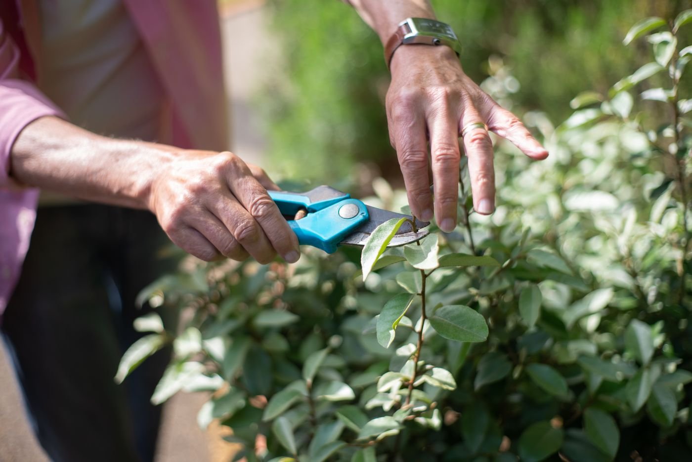 Mãos podando galhos com uma tesoura de poda no jardim
