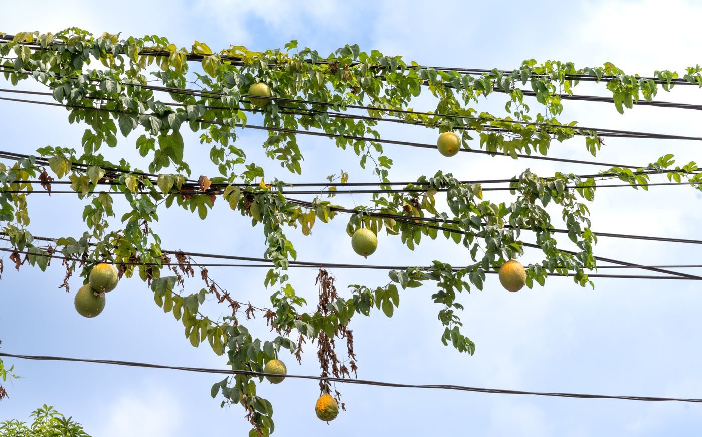 Ramas de maracujá subindo por fios com frutos verdes
