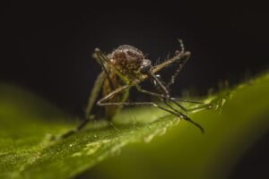 Mosquito pousado sobre uma folha verde