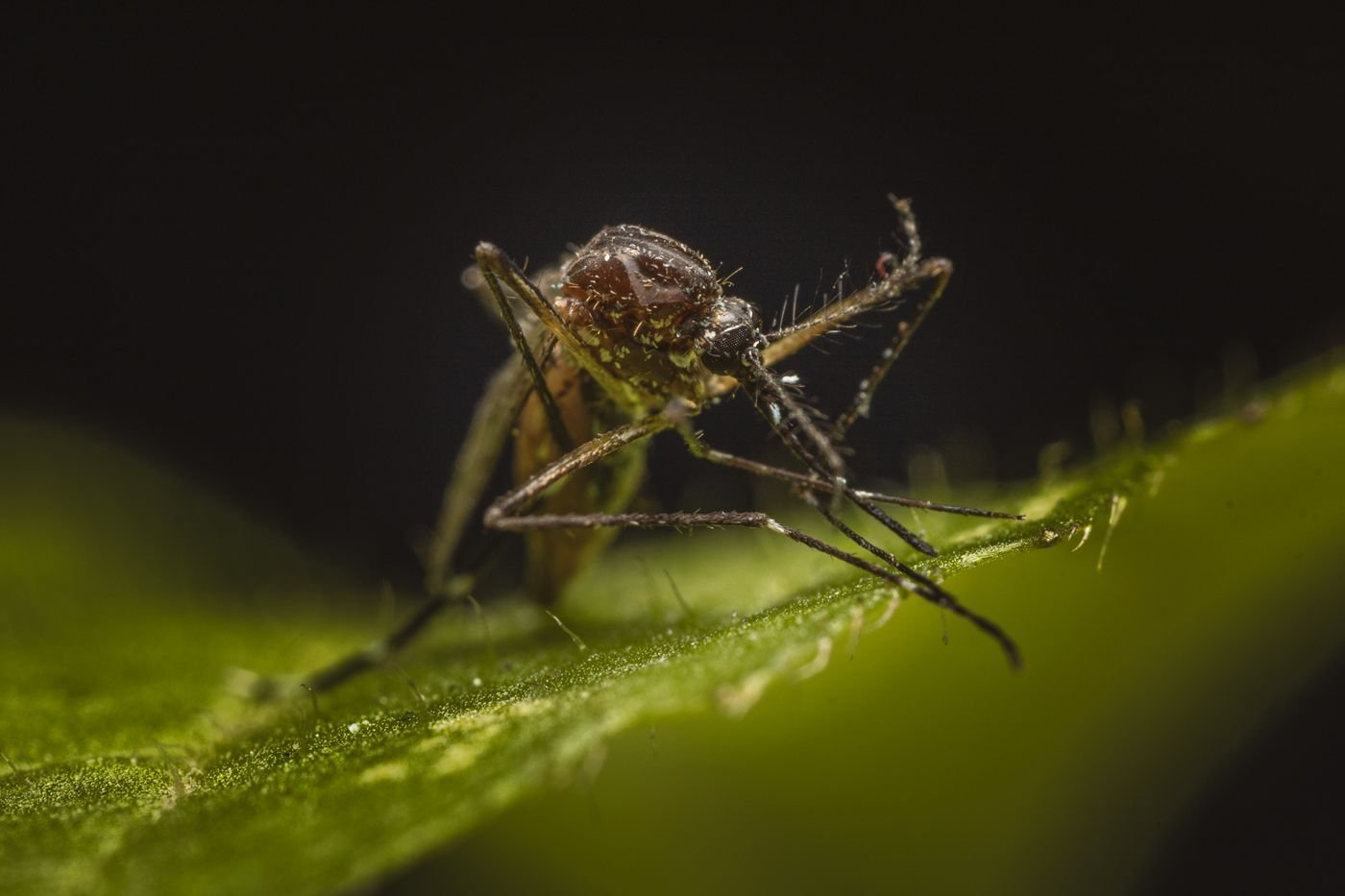 Mosquito pousado sobre uma folha verde