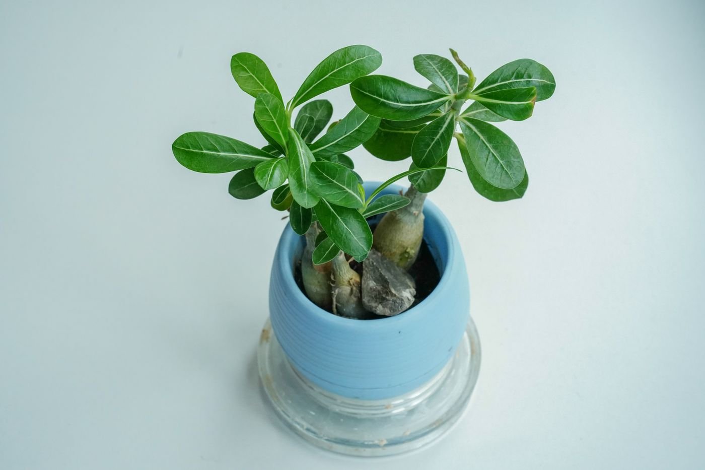 Muda jovem de rosa-do-deserto em vaso azul, com o caule engrossando na base