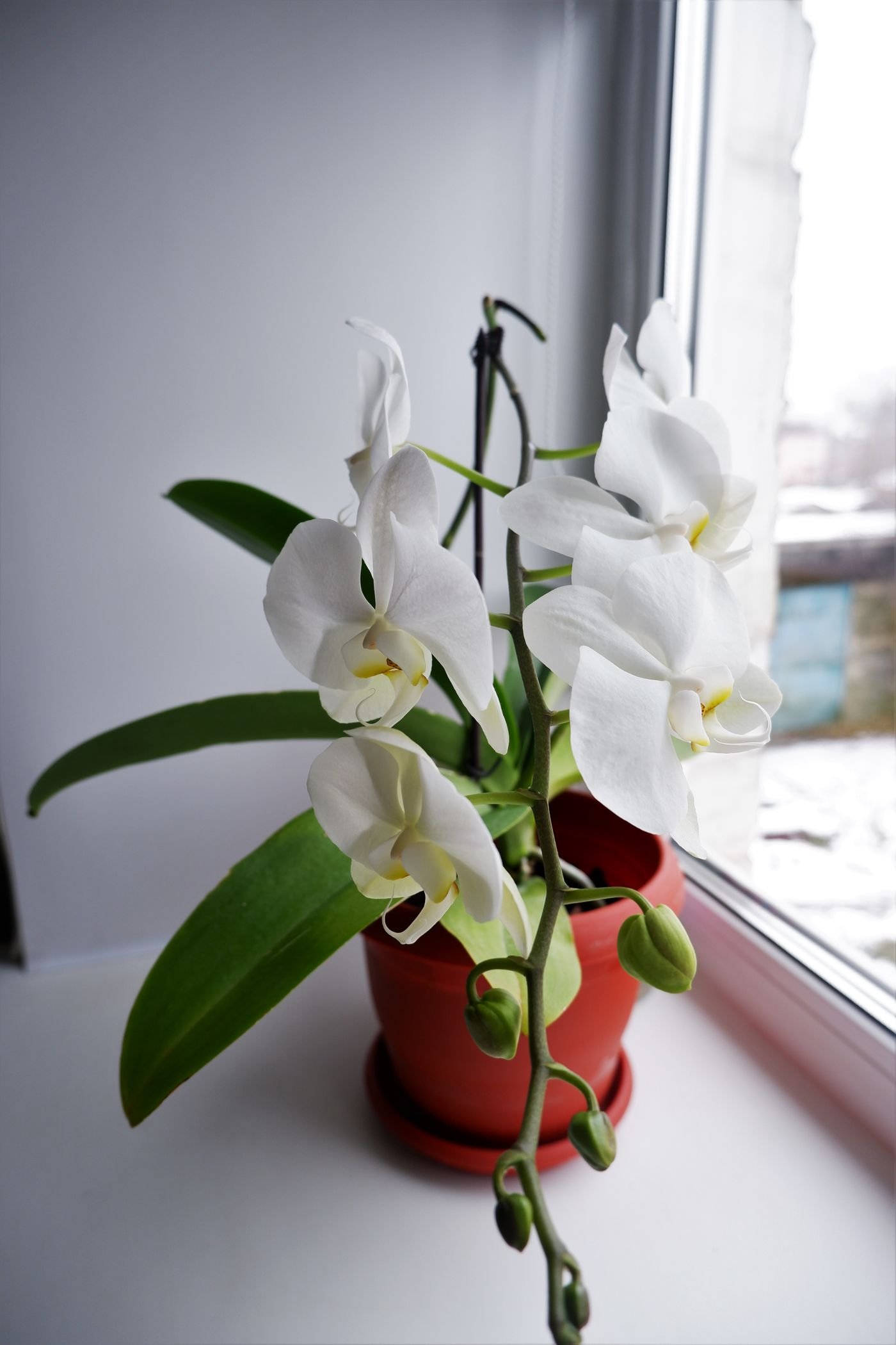 Orquídea Phalaenopsis branca florida num vaso sobre o parapeito da janela