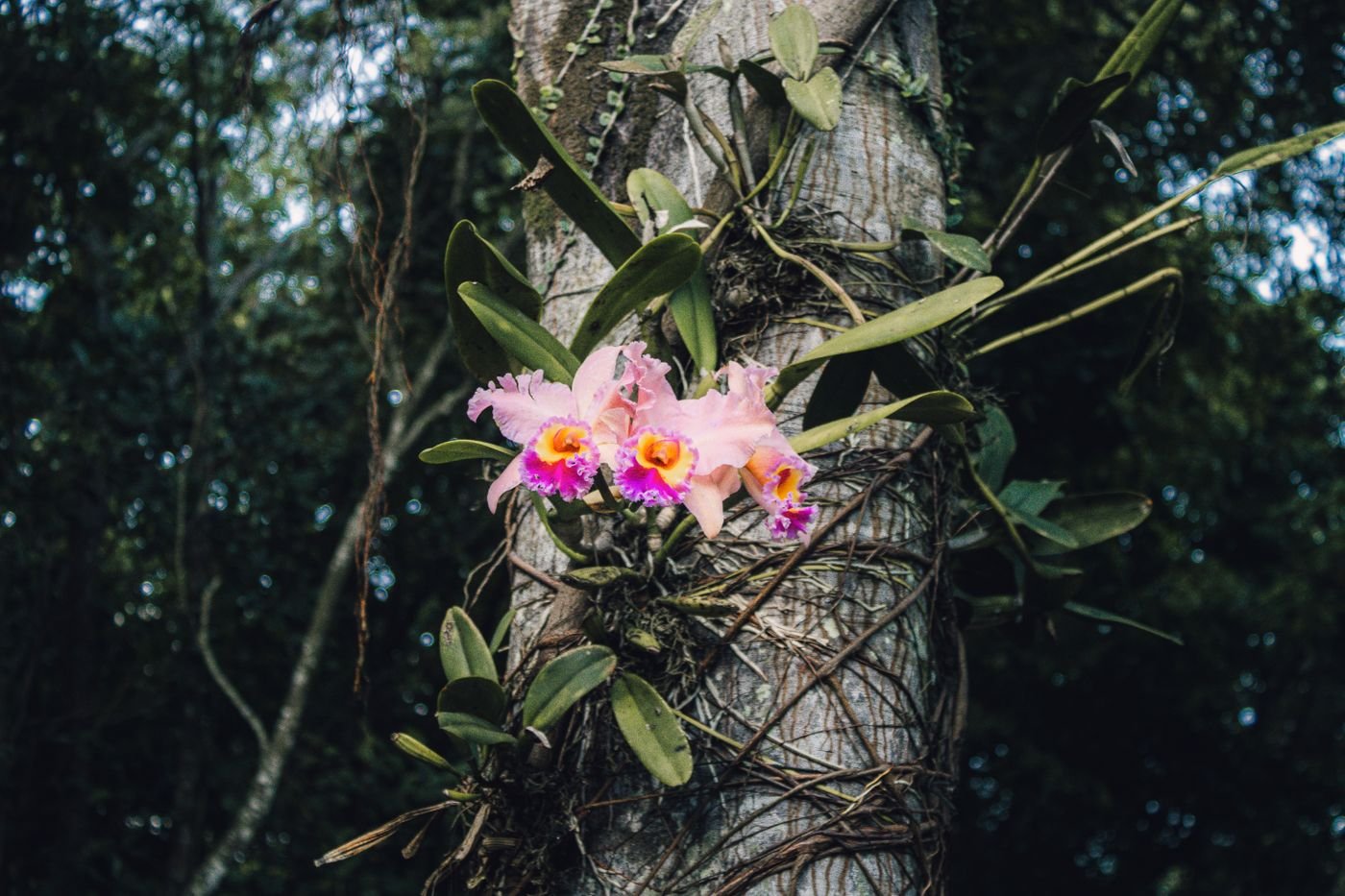 Orquídeas cor-de-rosa crescendo presas ao tronco de uma árvore na mata
