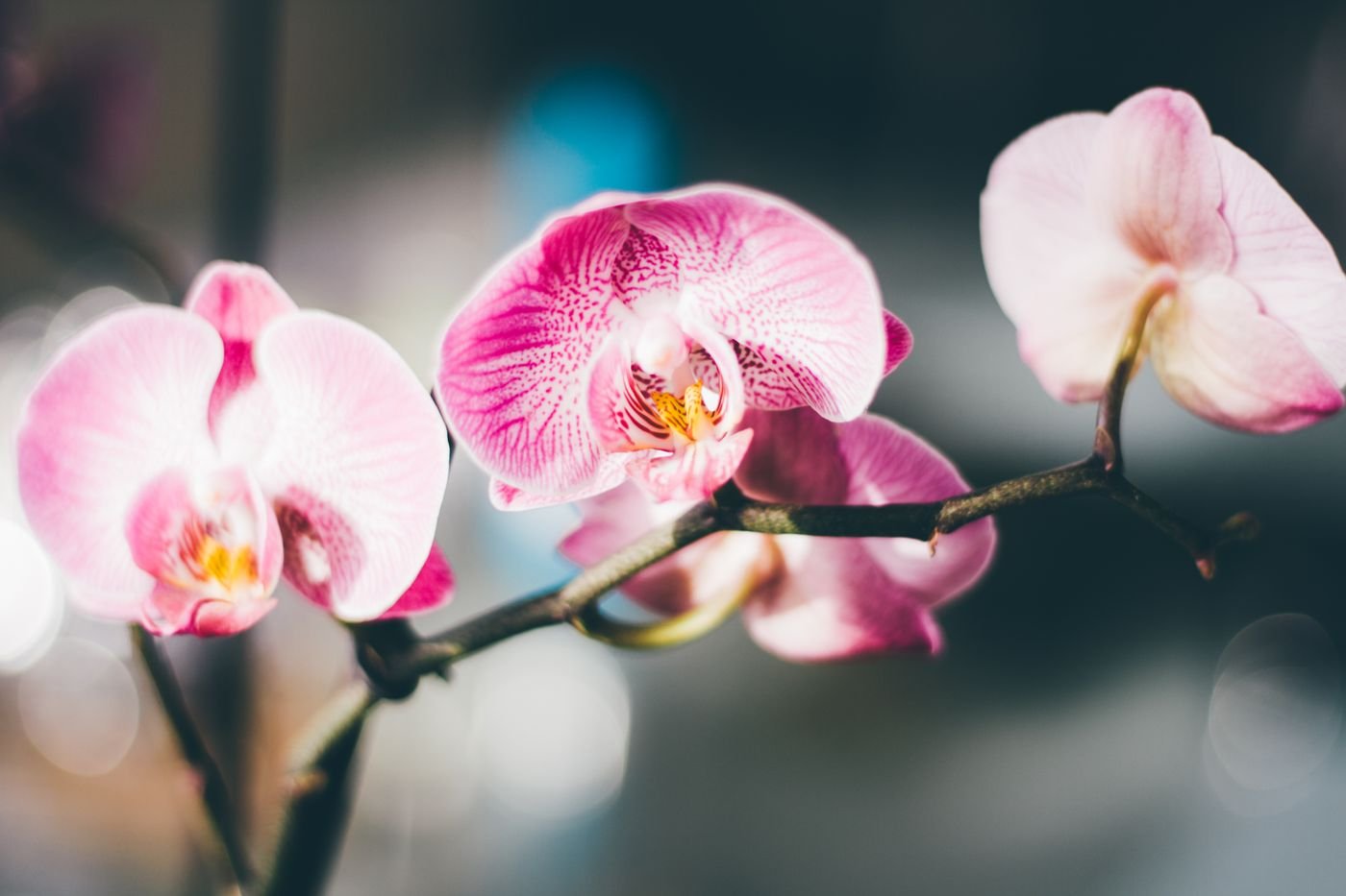 Flores cor-de-rosa de orquídea Phalaenopsis em uma haste arqueada