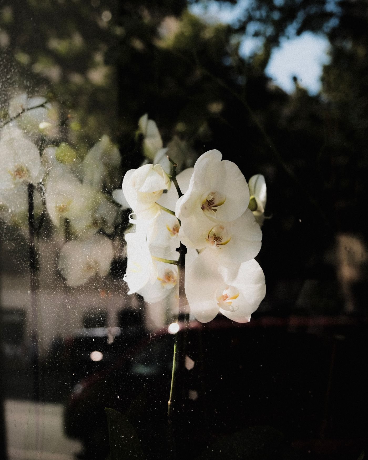 Flores brancas refletidas no vidro de uma janela