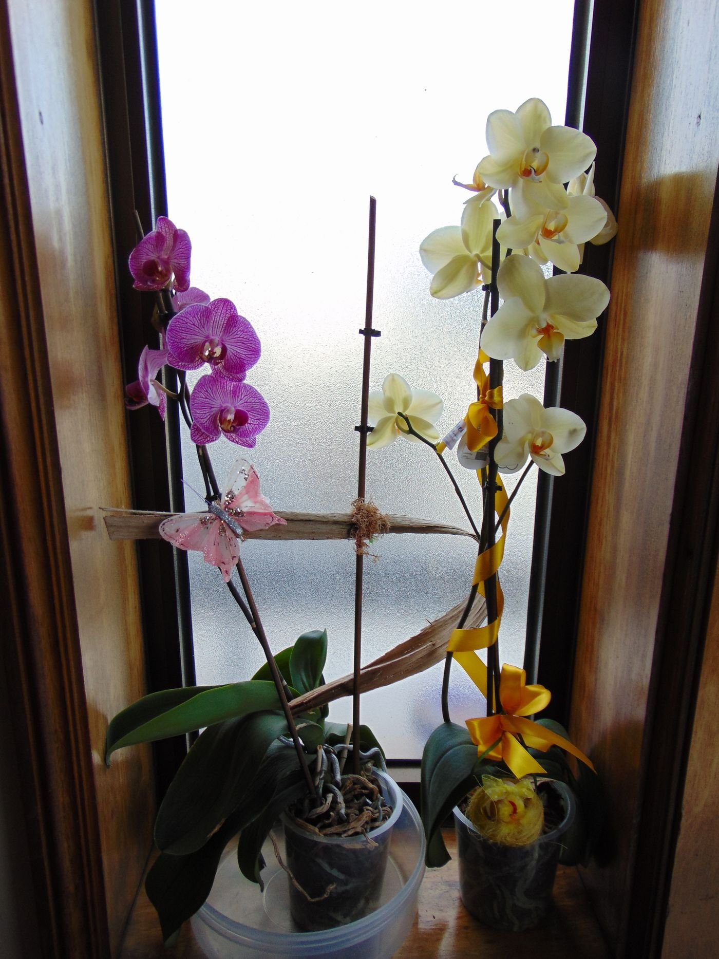 Vasos de orquídea com hastes floridas em várias cores, presas a tutores de madeira