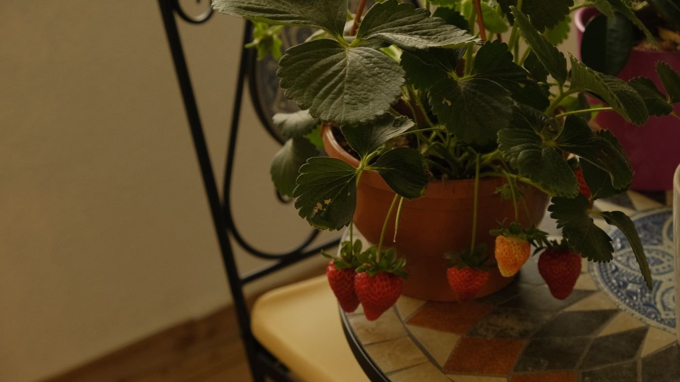 Pé de morango em vaso sobre uma mesa de mosaico