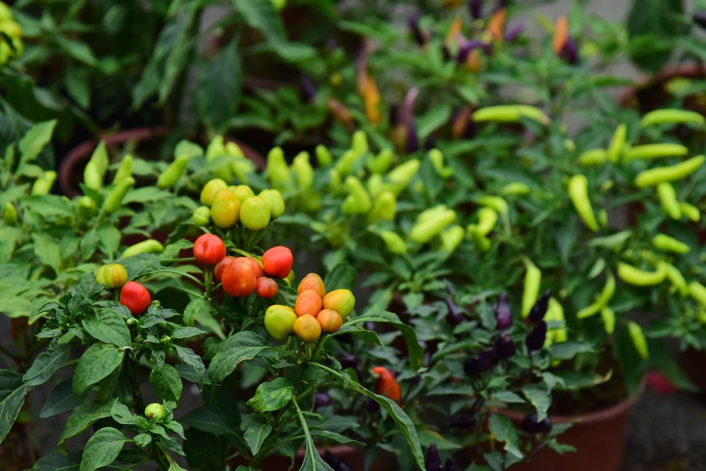 Pimenteiras em vasos com frutos vermelhos, laranja, amarelos e verdes