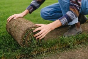 Placa de grama sendo desenrolada sobre solo preparado, como no plantio da grama esmeralda