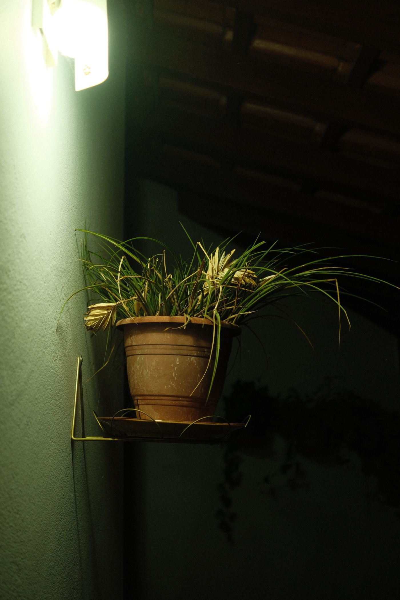 Planta em vaso numa prateleira, com o pratinho que pode virar foco do mosquito da dengue