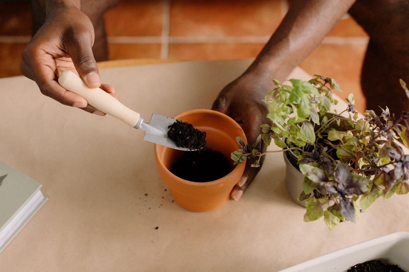 Mãos colocando terra num vaso de barro ao lado de mudas