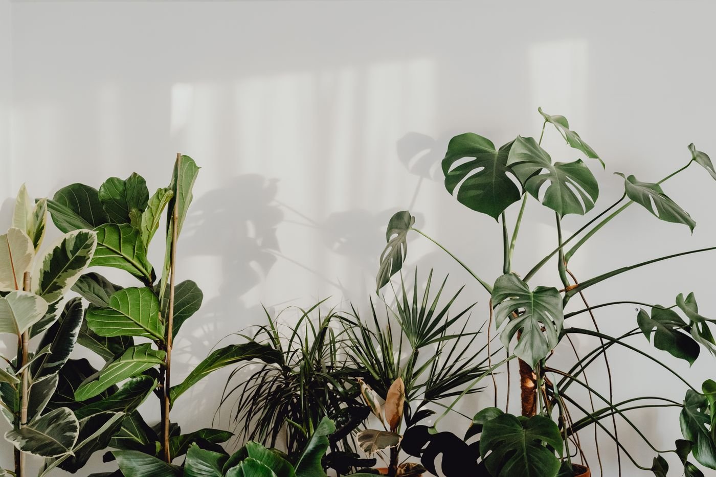 Coleção de plantas de interior projetando sombras numa parede branca