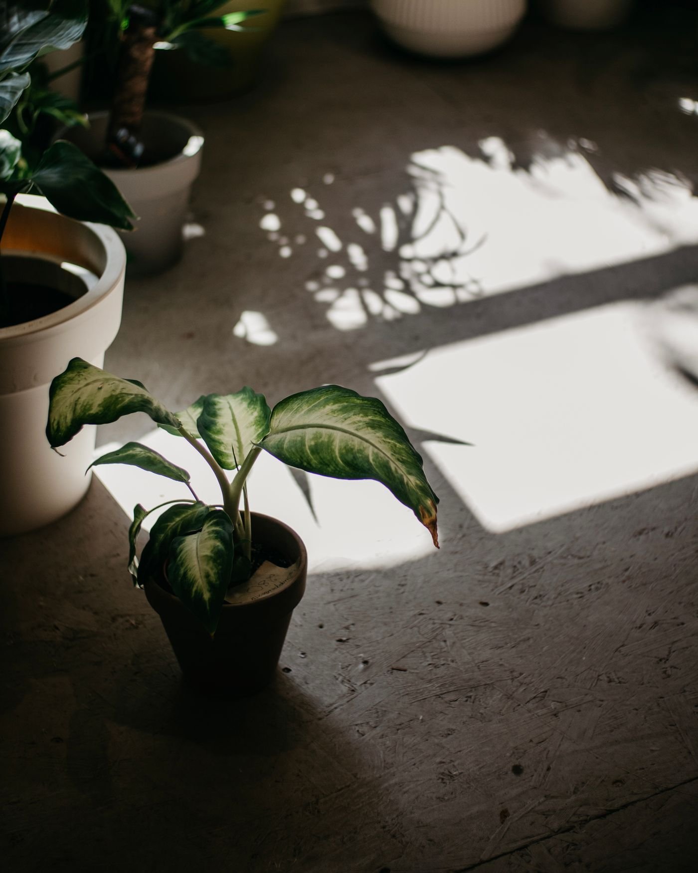 Como escolher plantas pela luz: vasos recebendo sol e projetando sombras no chão