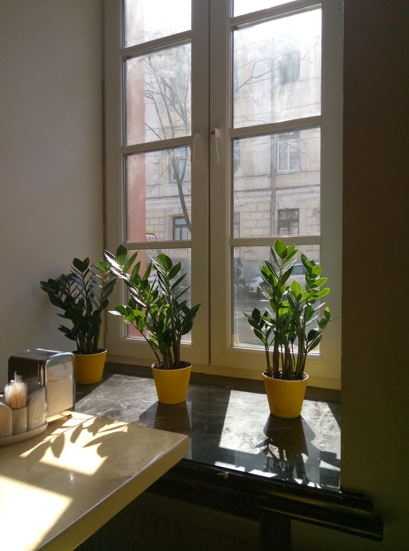 Plantas em vasos amarelos perto de uma janela com sol da manhã