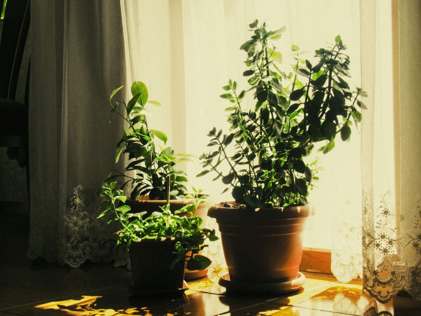 Vasos de plantas em ambientes quentes, banhados de sol forte ao lado de uma janela com cortina