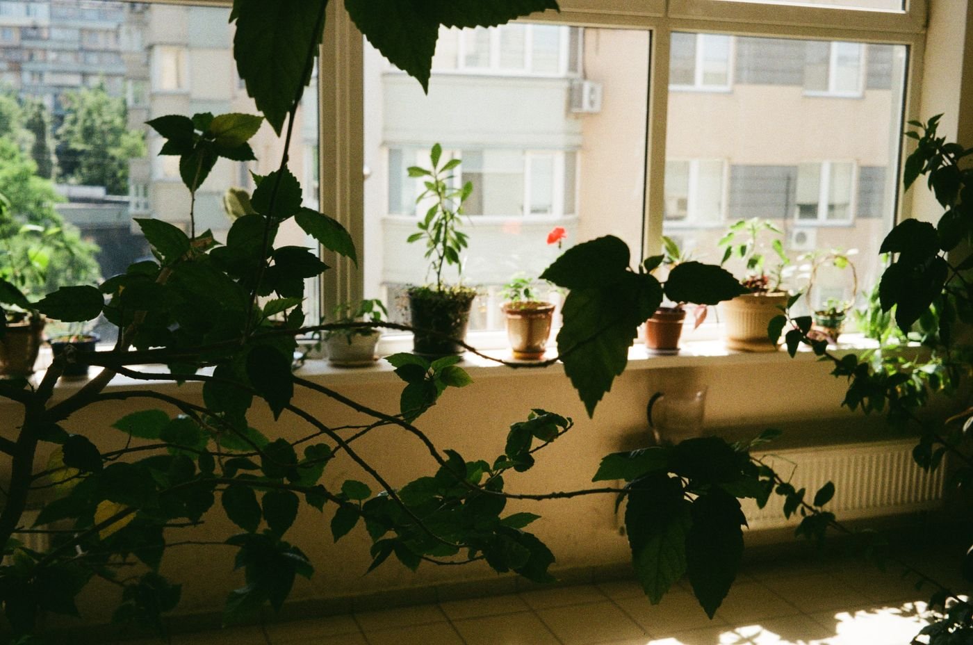 Plantas num parapeito ensolarado, um dos ambientes mais quentes do apartamento