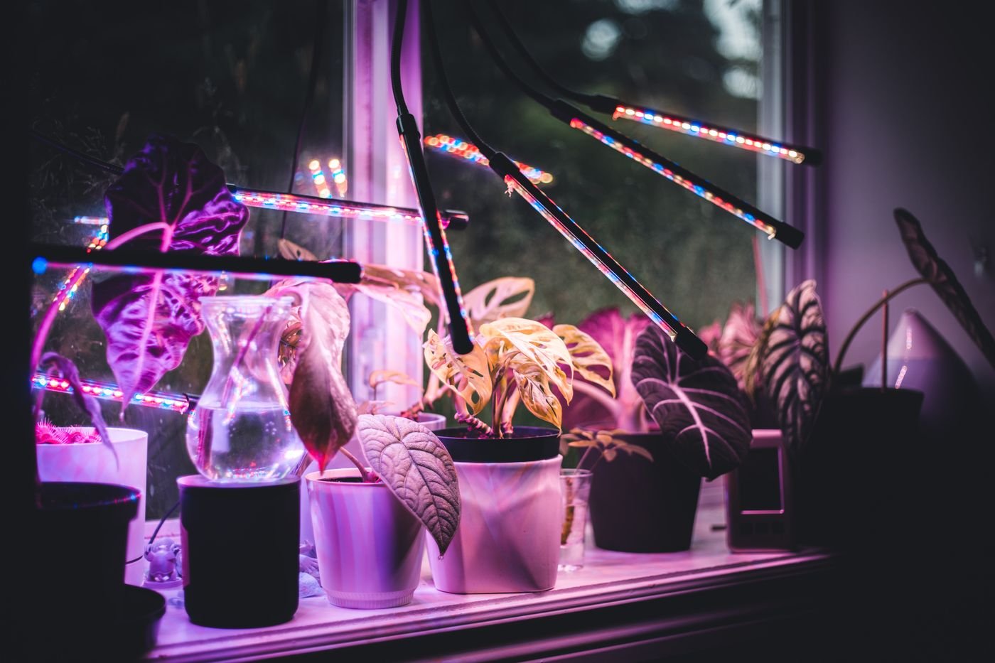 Vasos de plantas iluminados por luminárias de LED para cultivo