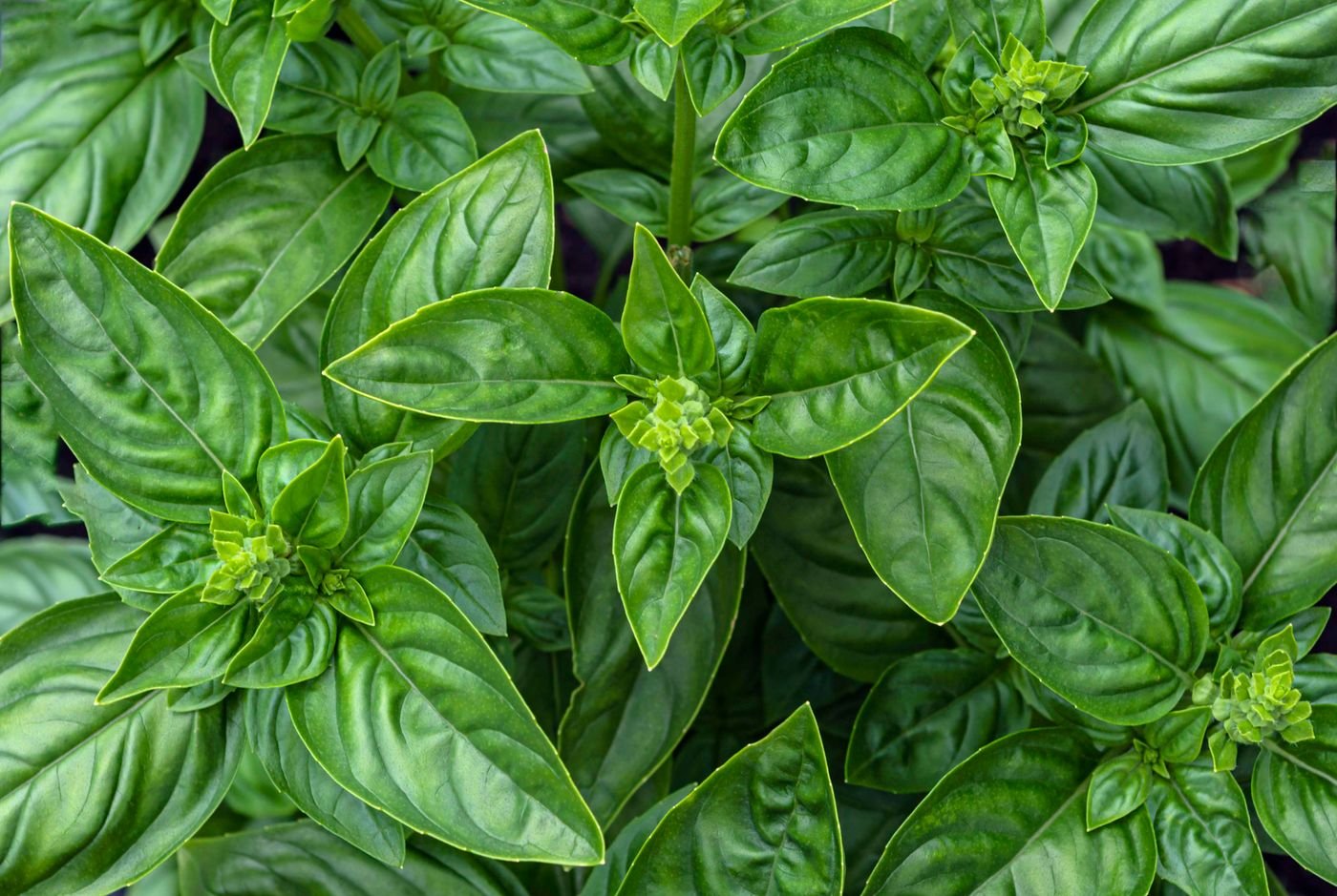 Pontas dos ramos com os primeiros botões florais se formando
