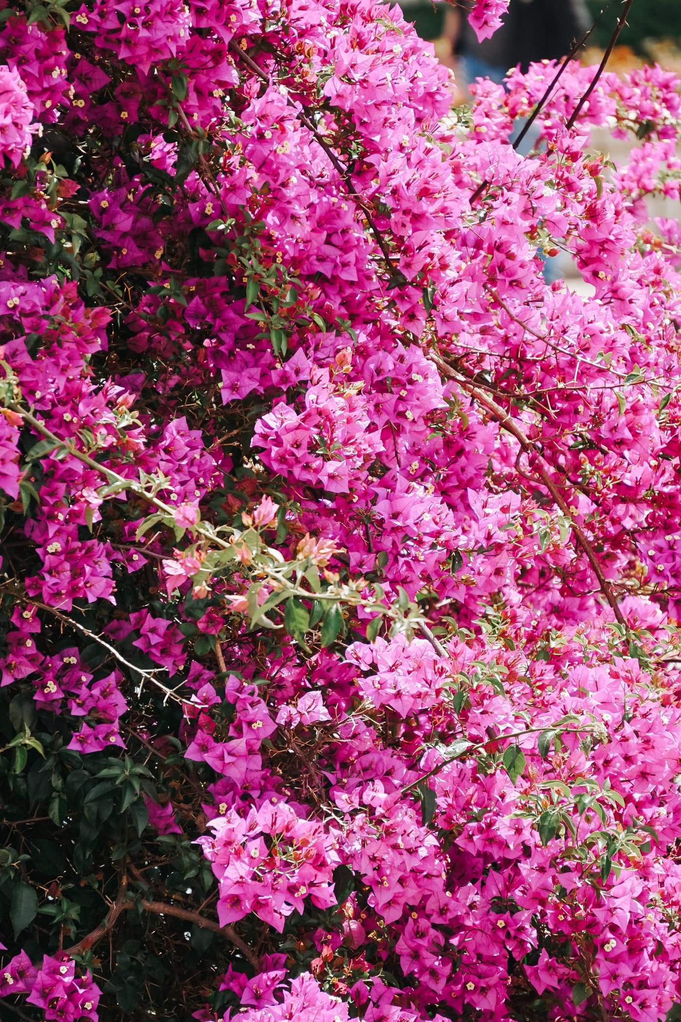 Arbusto de primavera rosa em plena floração