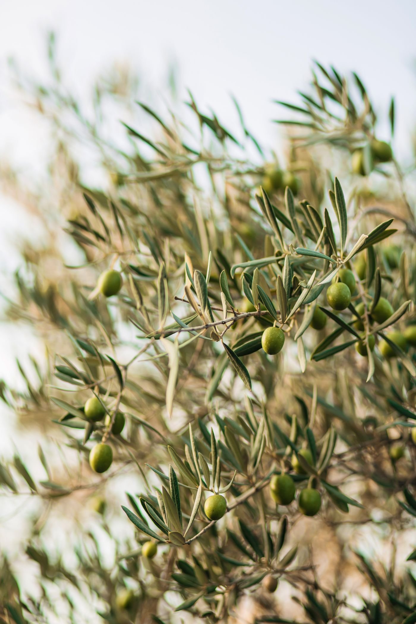 Ramos de oliveira com folhas finas e azeitonas verdes