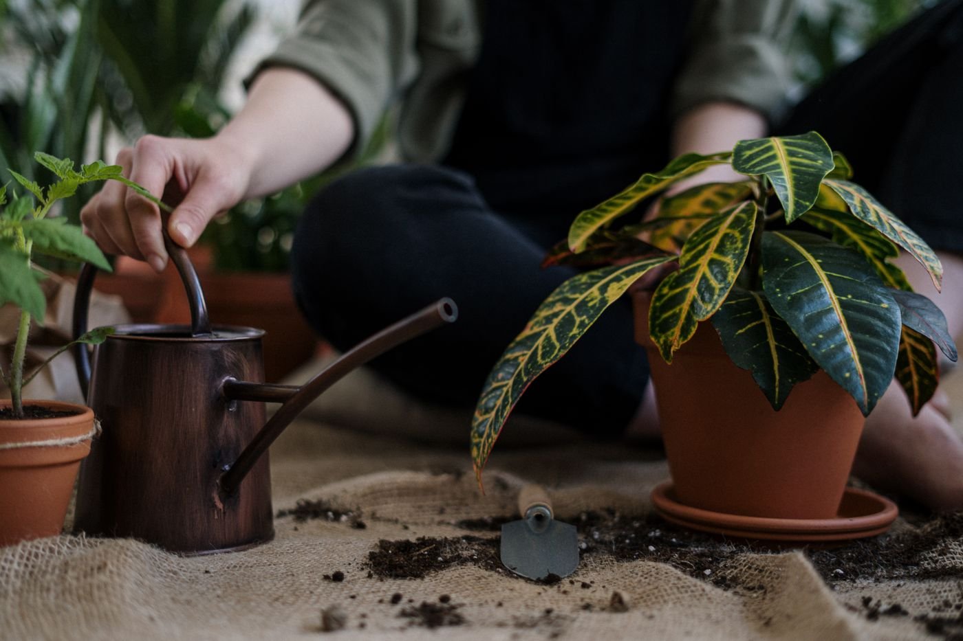 Mãos regando uma planta em vaso com regador de metal