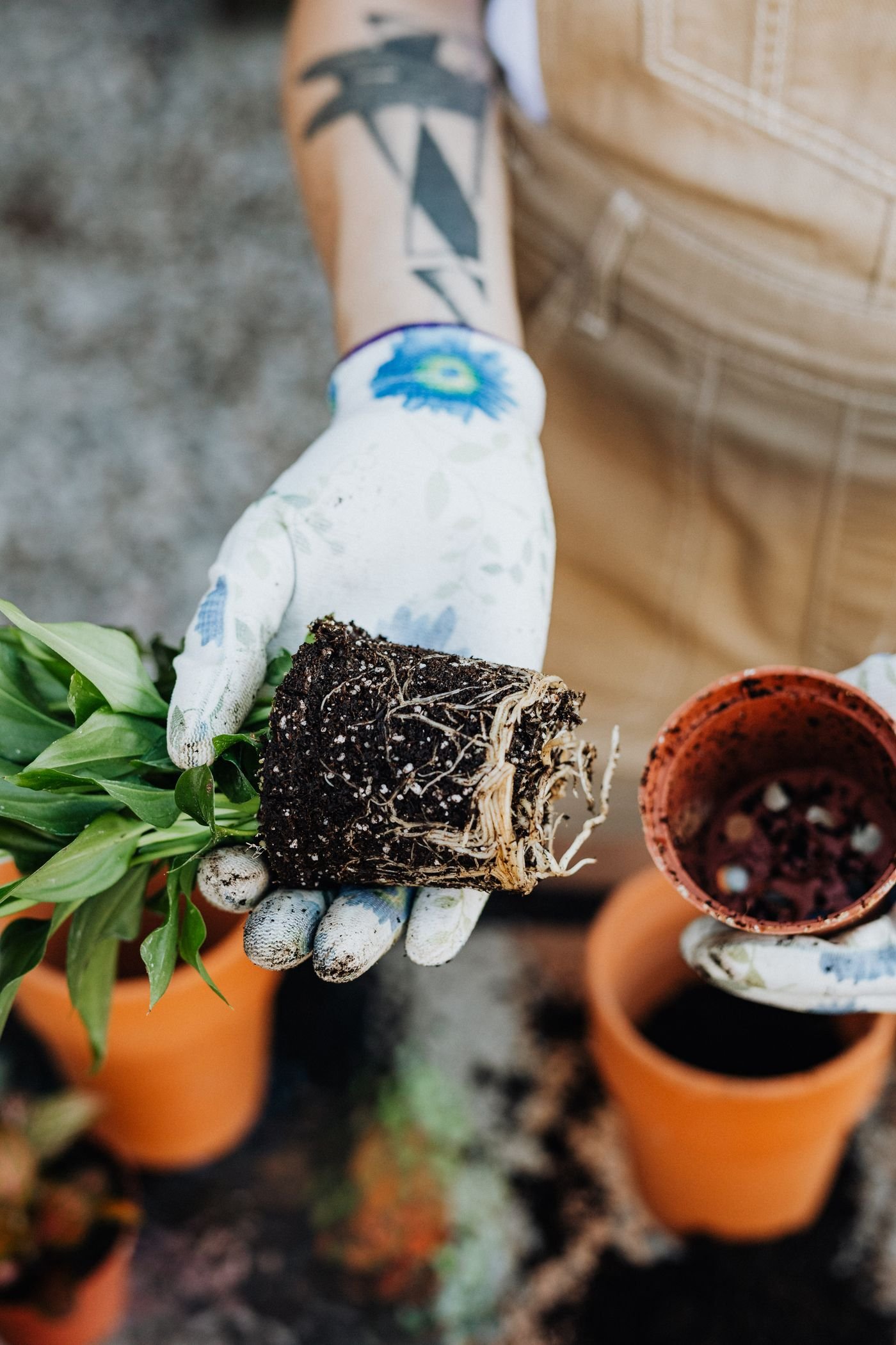 Jardineiro replantando um lírio-da-paz com as raízes à mostra