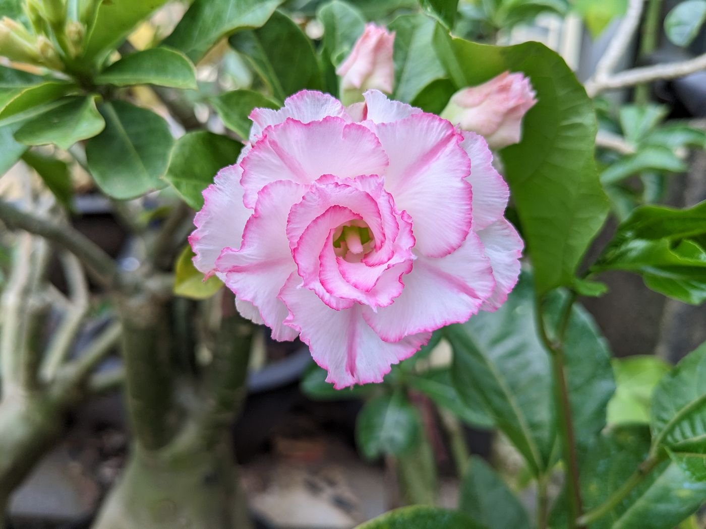 Flor de pétalas dobradas em tons de rosa, entre folhas verdes