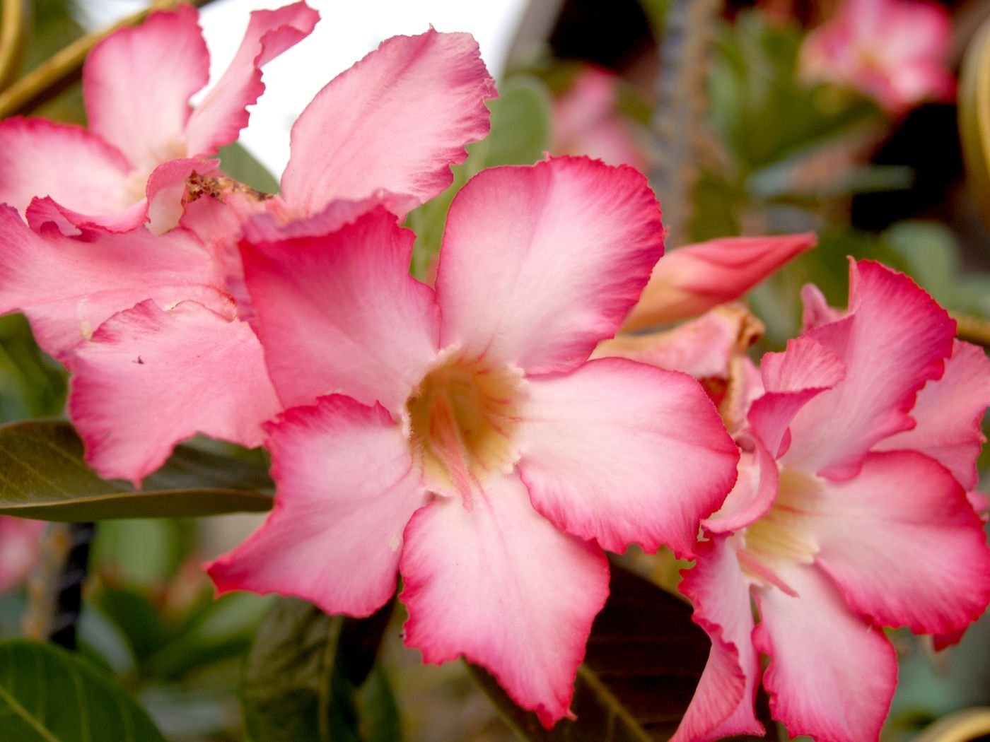 Flores cor-de-rosa de rosa-do-deserto abertas em cacho