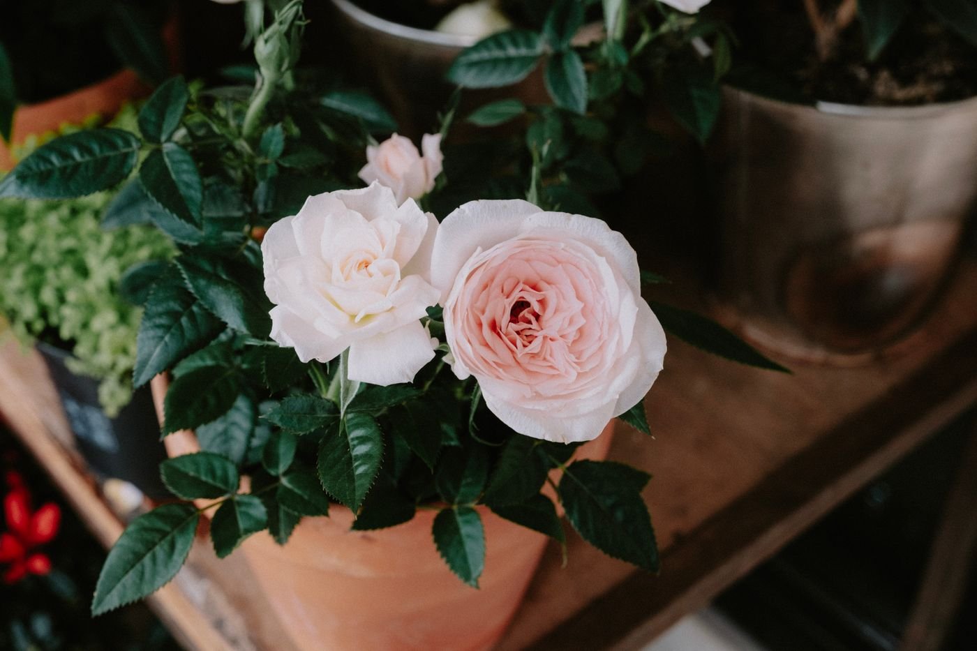 Rosas brancas e cor-de-rosa num vaso de barro