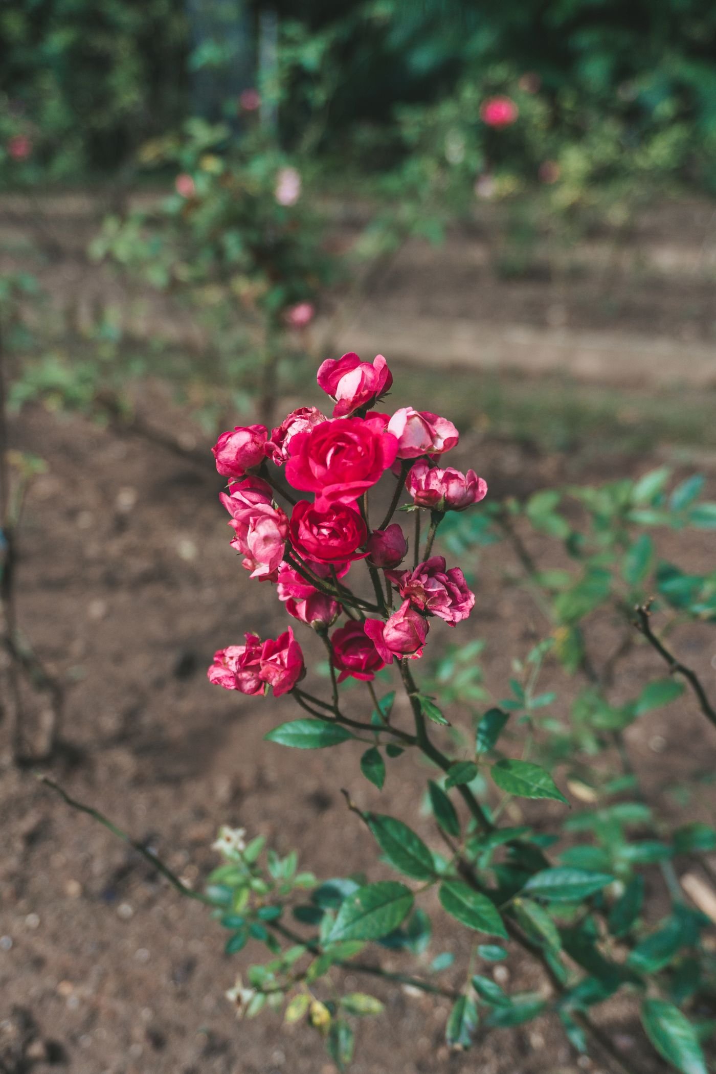 Rosas vermelhas florescendo num jardim do Rio de Janeiro