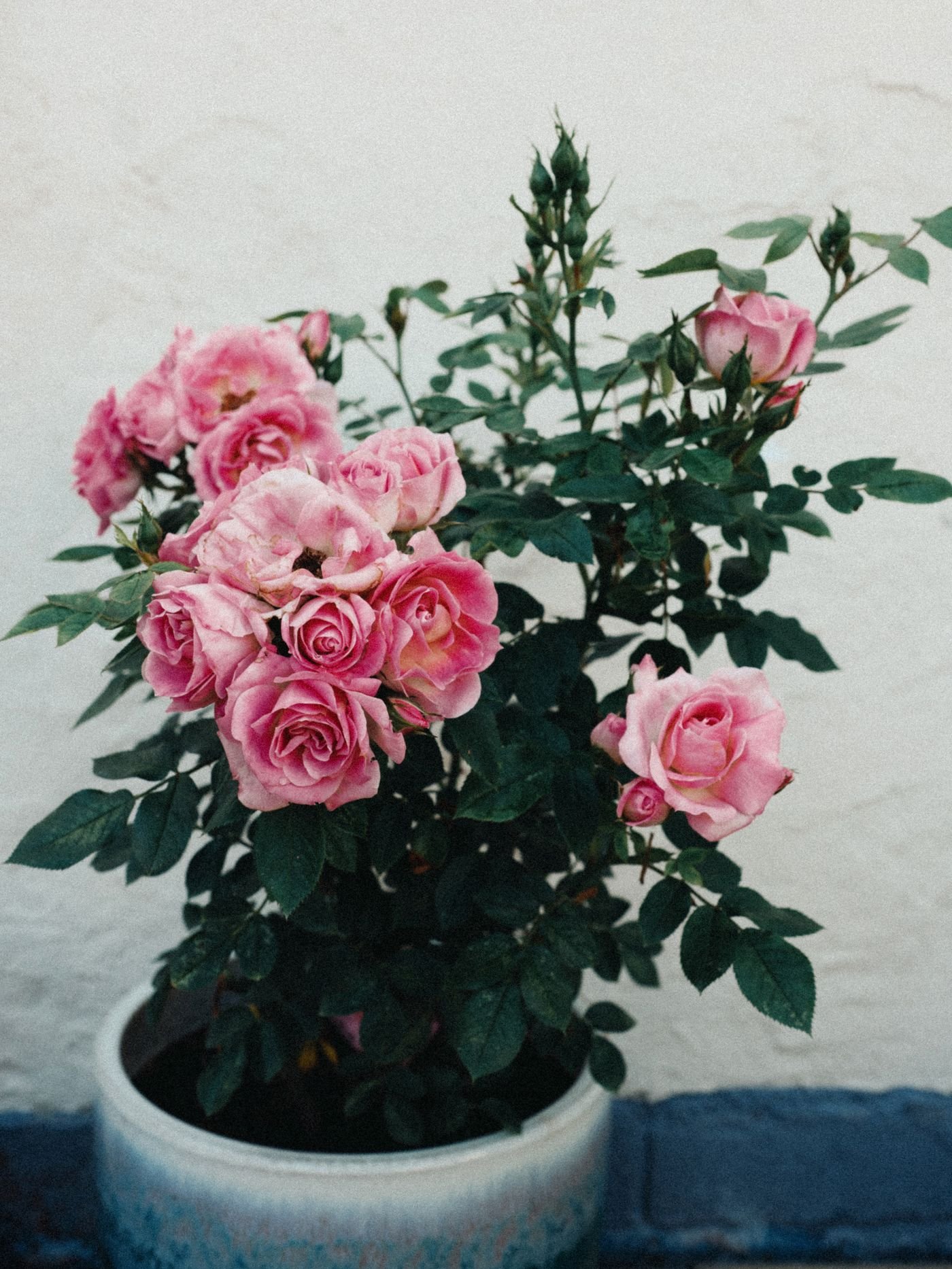 Roseira de flores cor-de-rosa num vaso de cerâmica ao ar livre