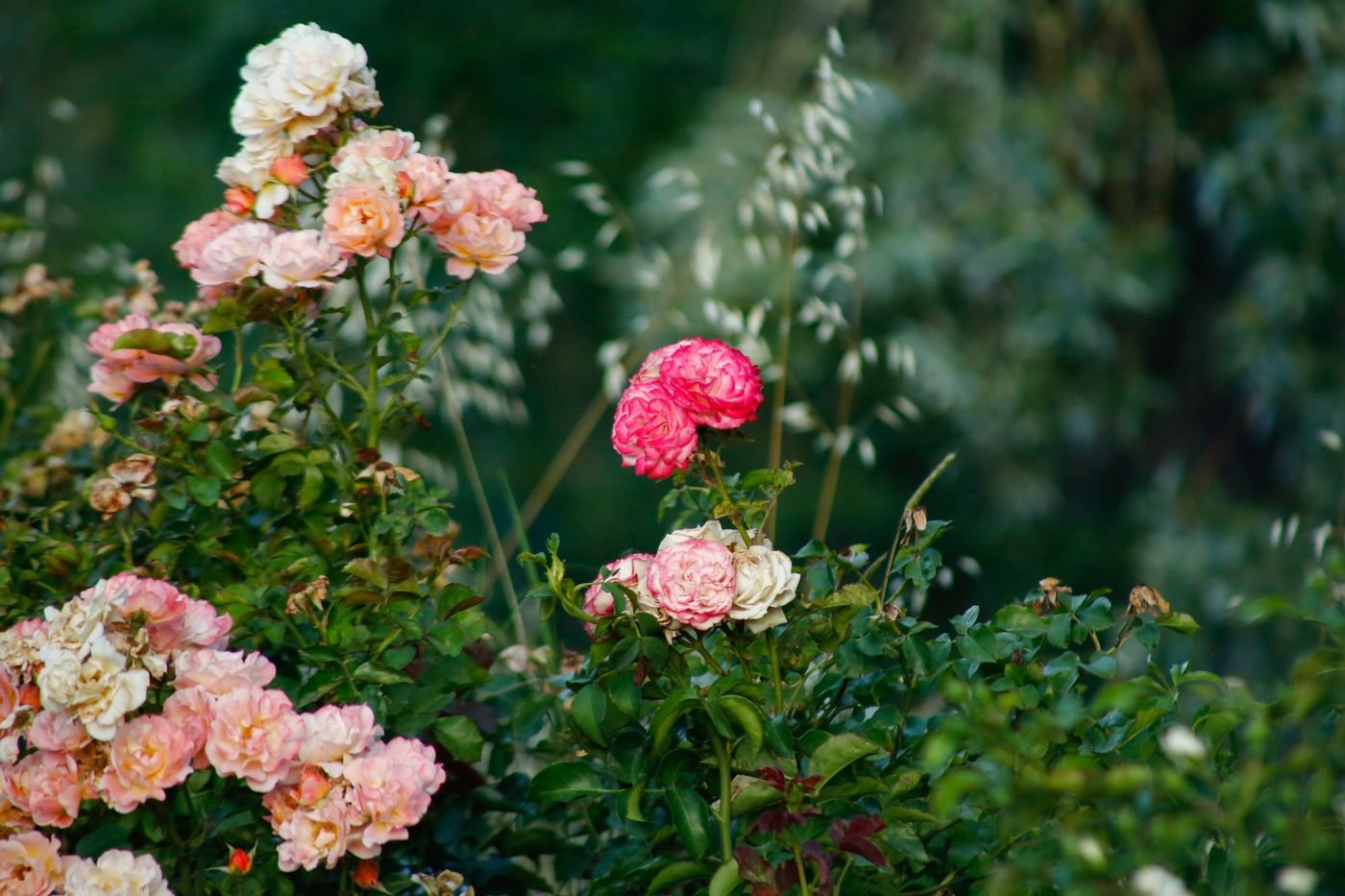 Roseiras floridas com rosas cor-de-rosa e brancas num jardim