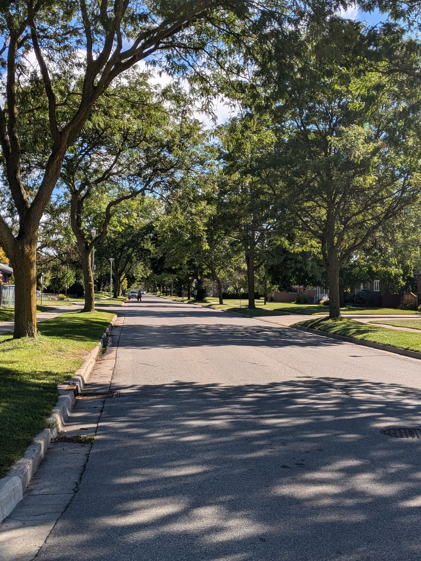 Rua arborizada com copas contínuas, tipo de sombra que a sibipiruna forma em muitas cidades
