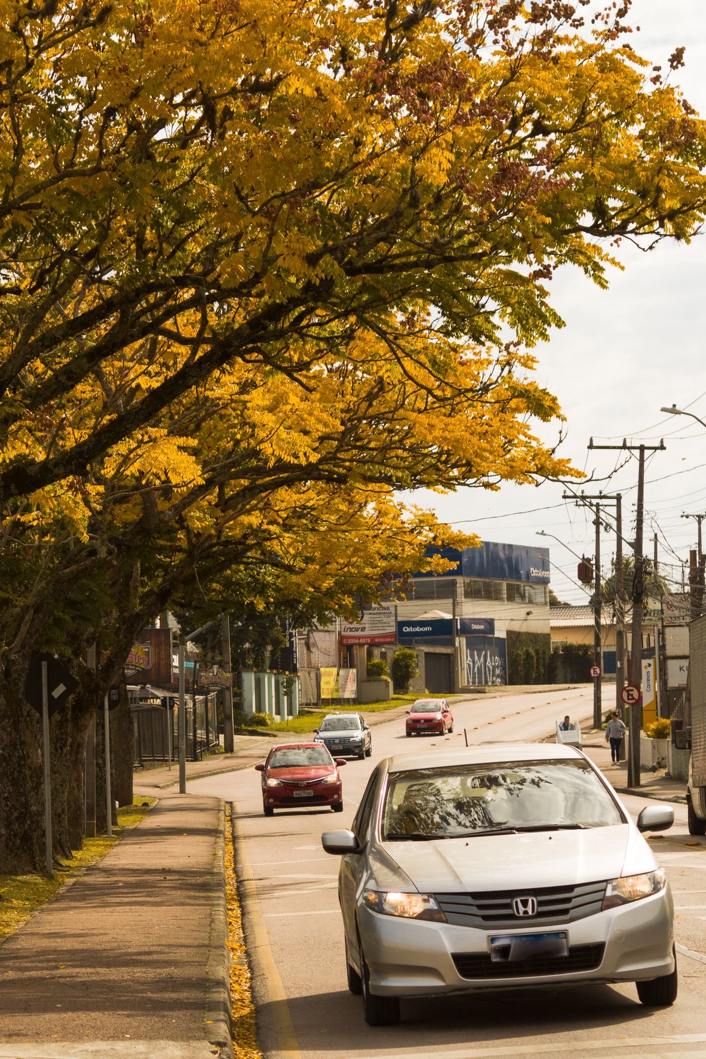 Rua urbana com árvores grandes sobre a calçada e os carros