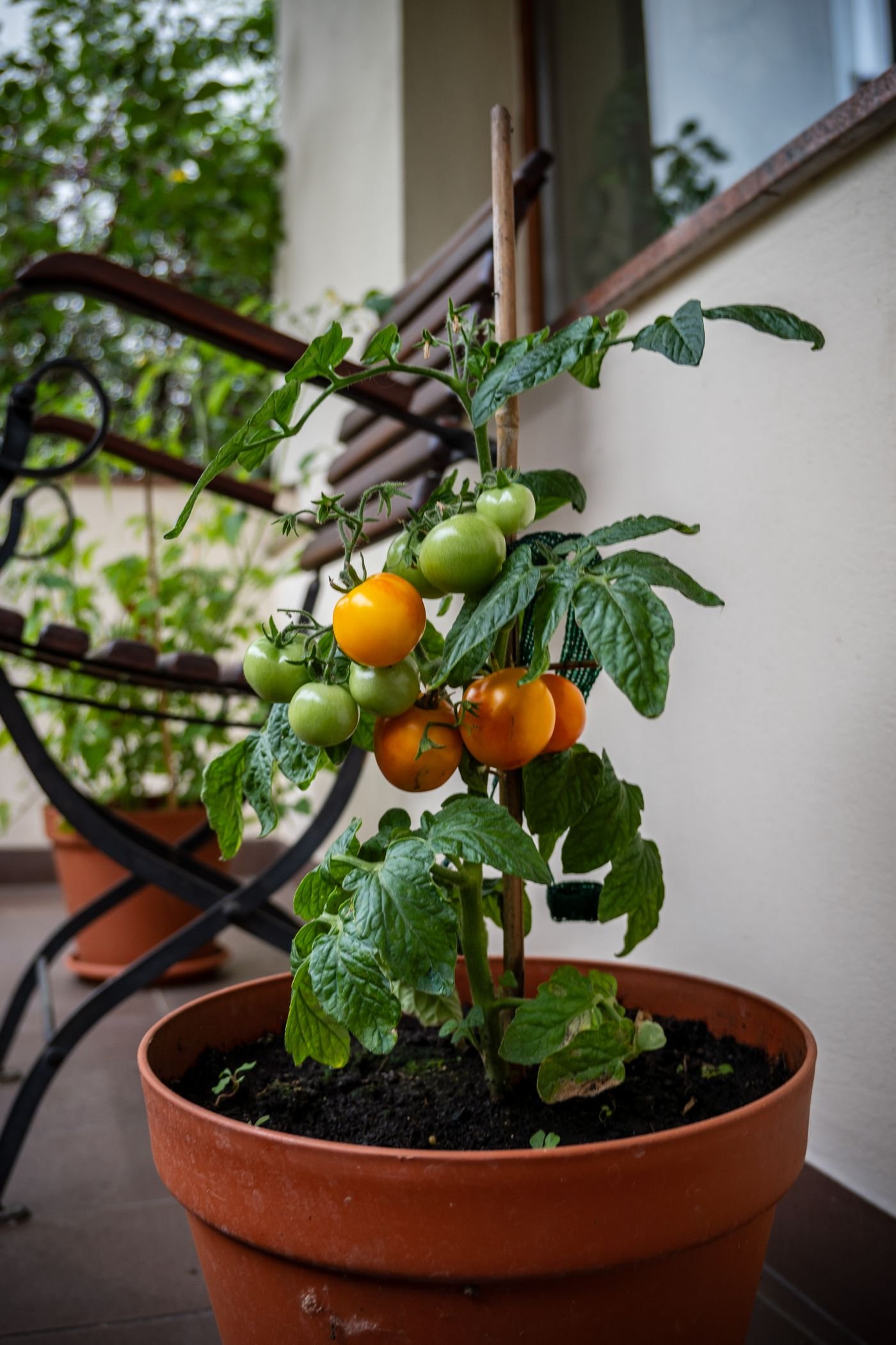 Tomate cereja em vaso de barro numa varanda ensolarada