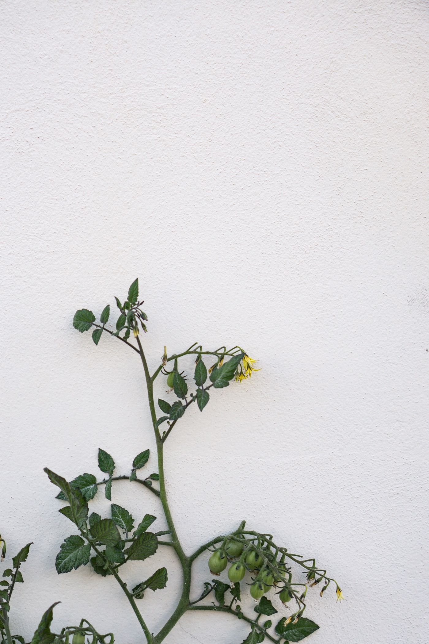 Tomateiro jovem com flores amarelas contra uma parede branca
