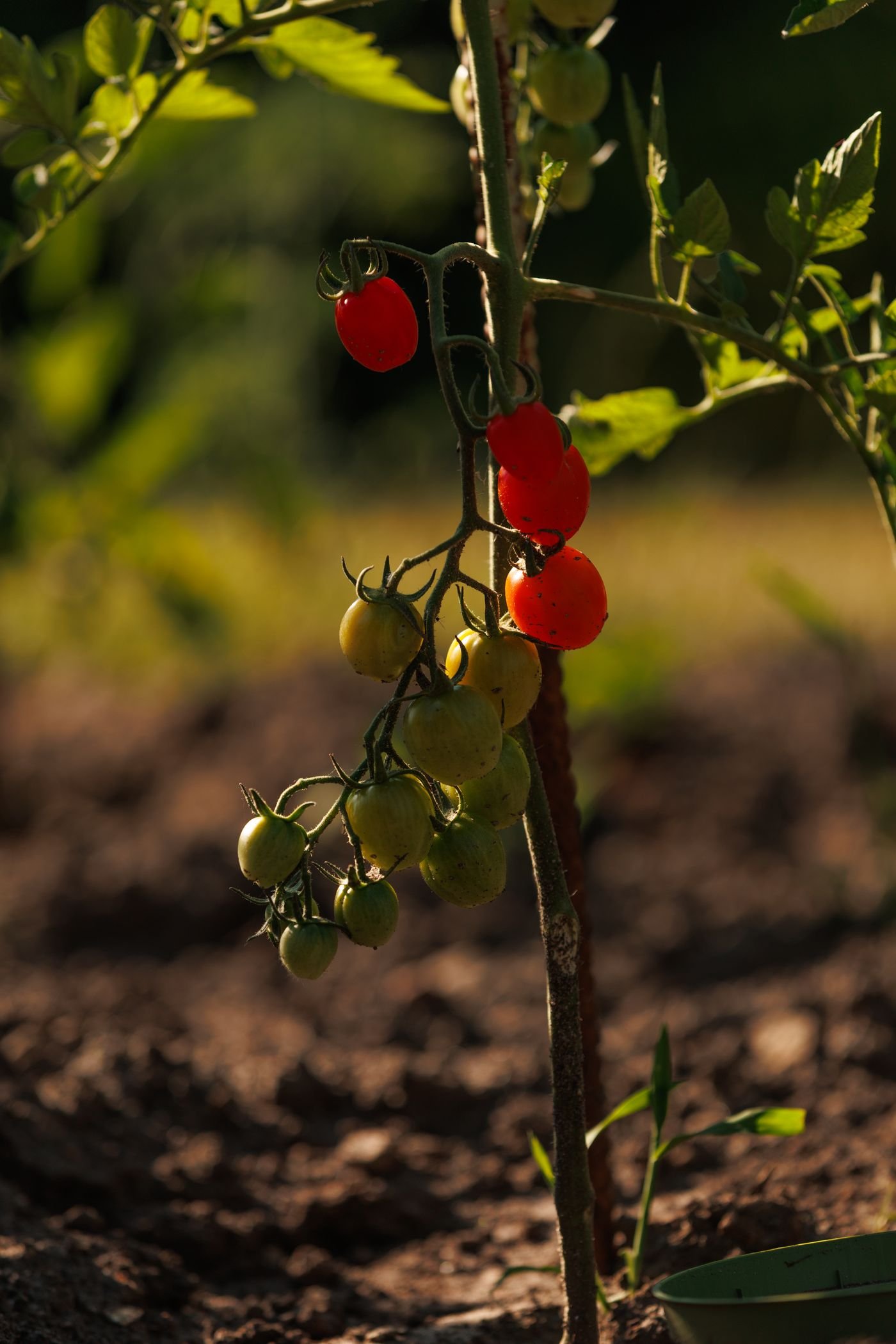 Tomates-cereja vermelhos amadurecendo no pé