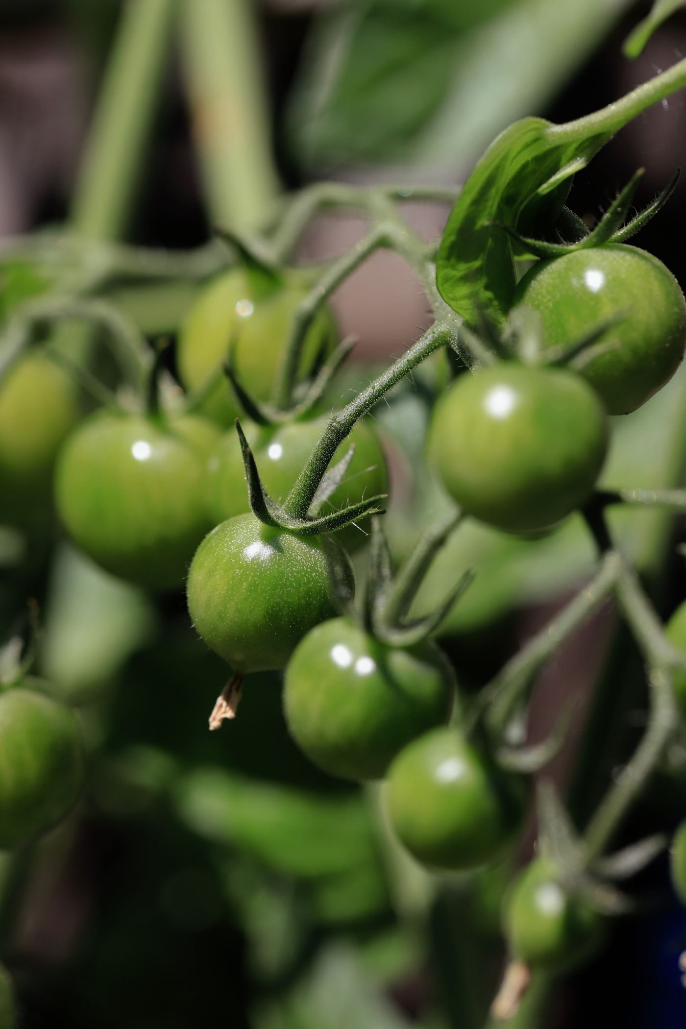 Cacho de tomates verdes crescendo no pé