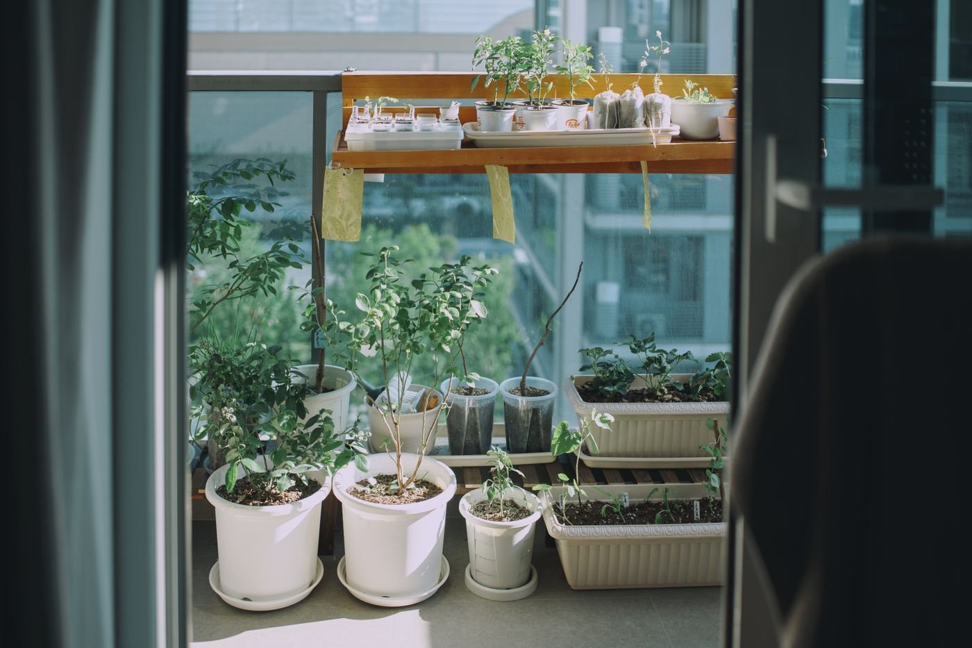 Horta em vaso numa varanda com plantas variadas ao sol