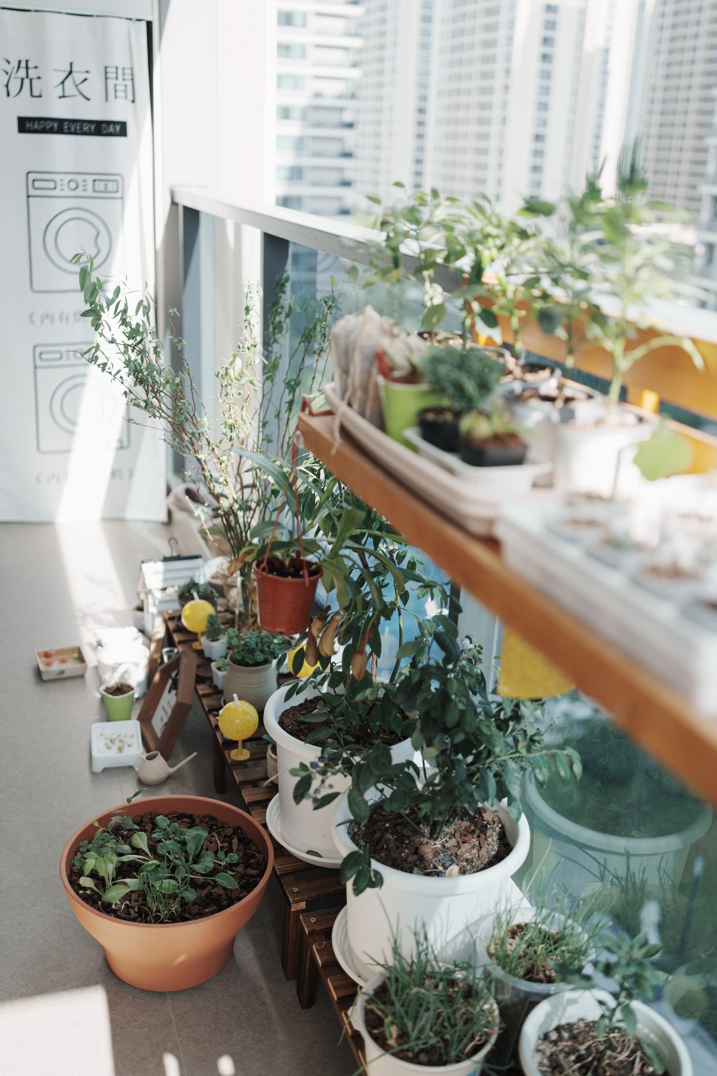 Varanda ensolarada com vasos de plantas e ervas organizados