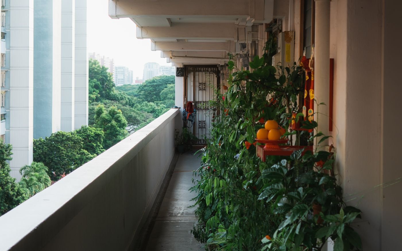Horta em apartamento numa varanda verde com prédios ao fundo